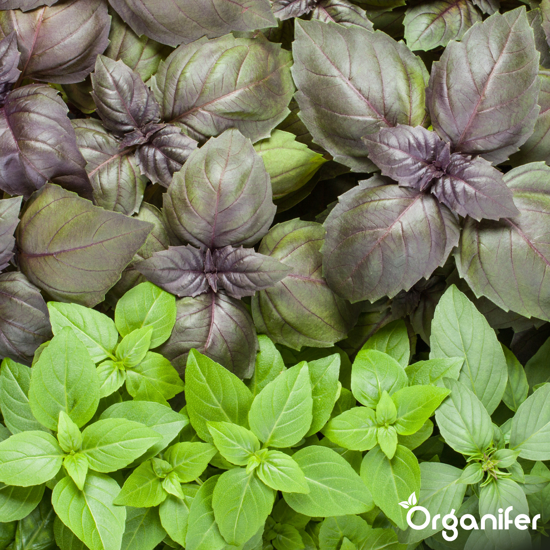 basil liquid fertiliser 5