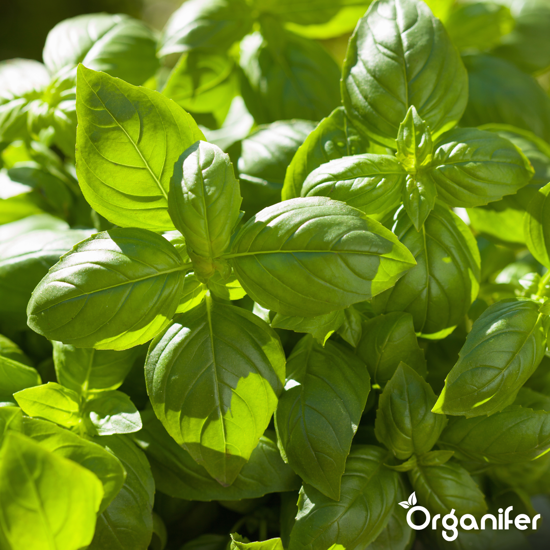 basil liquid fertiliser 7