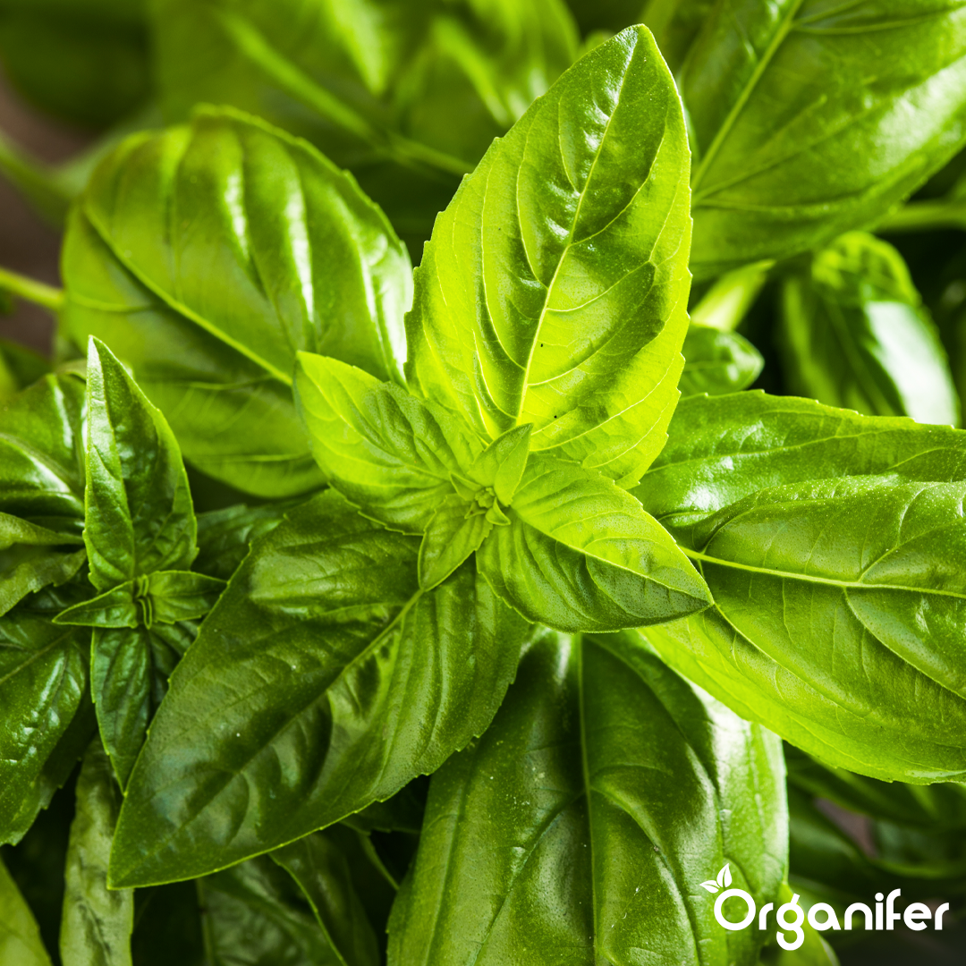 basil liquid fertiliser 8