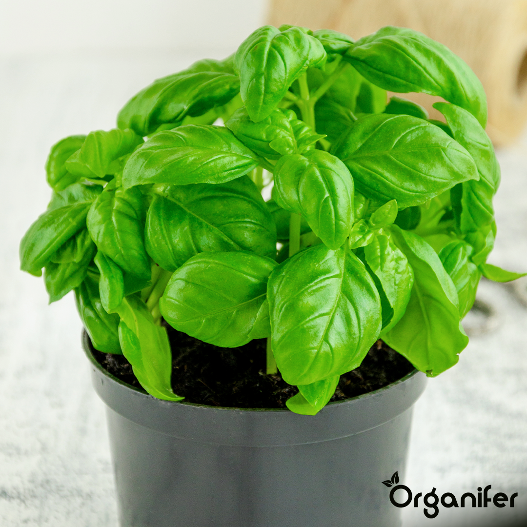 basil liquid fertiliser 9