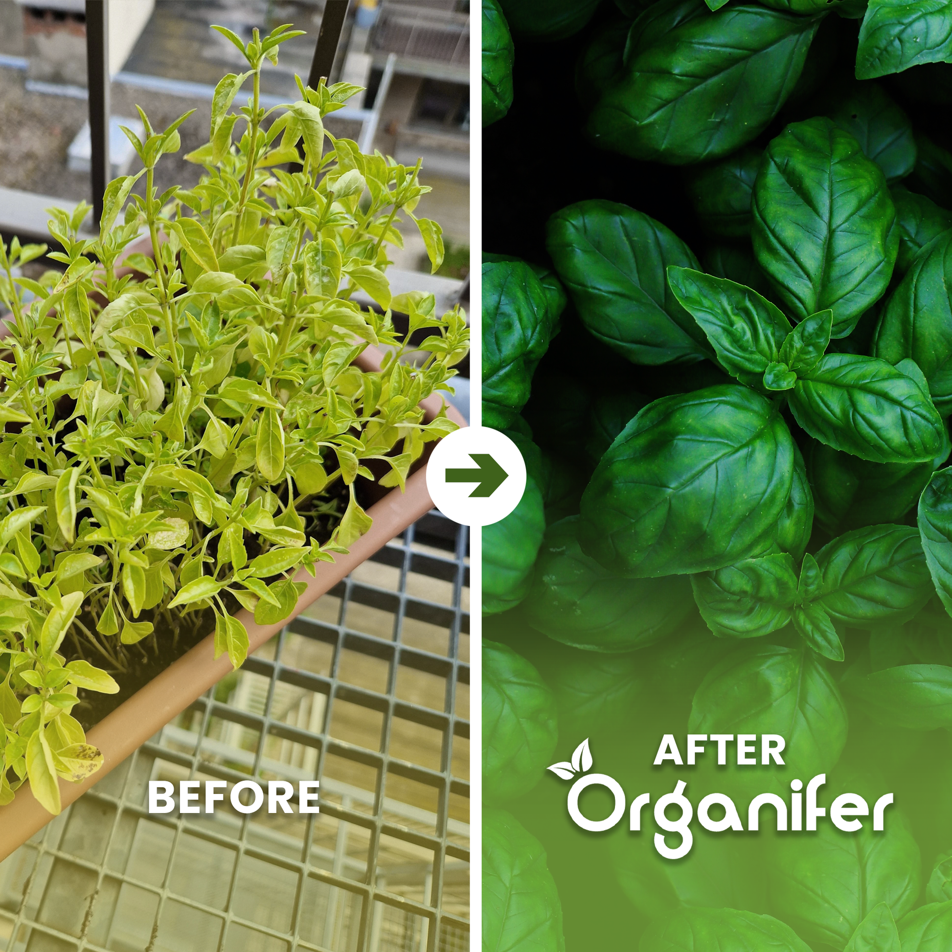 basil liquid fertiliser before after english