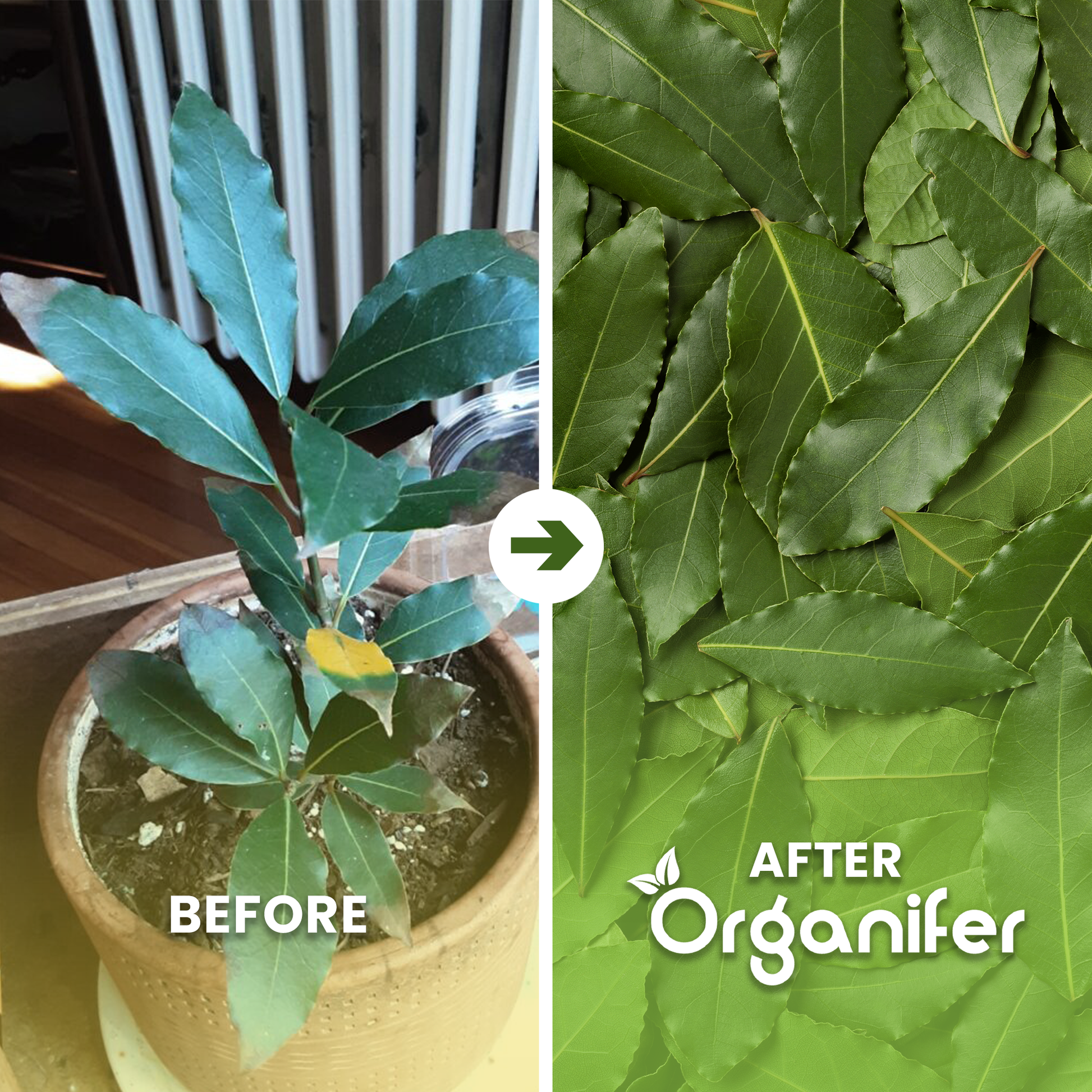 Bay leaf Before After