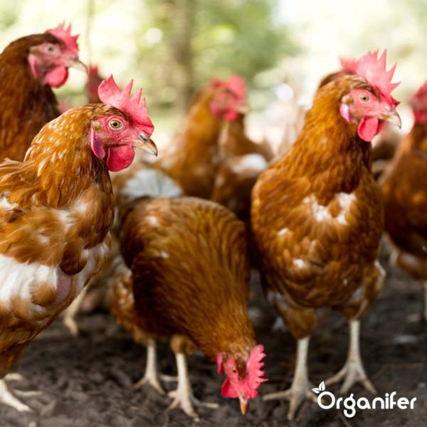 bloedluizen - Diatomeeënaarde - organifer