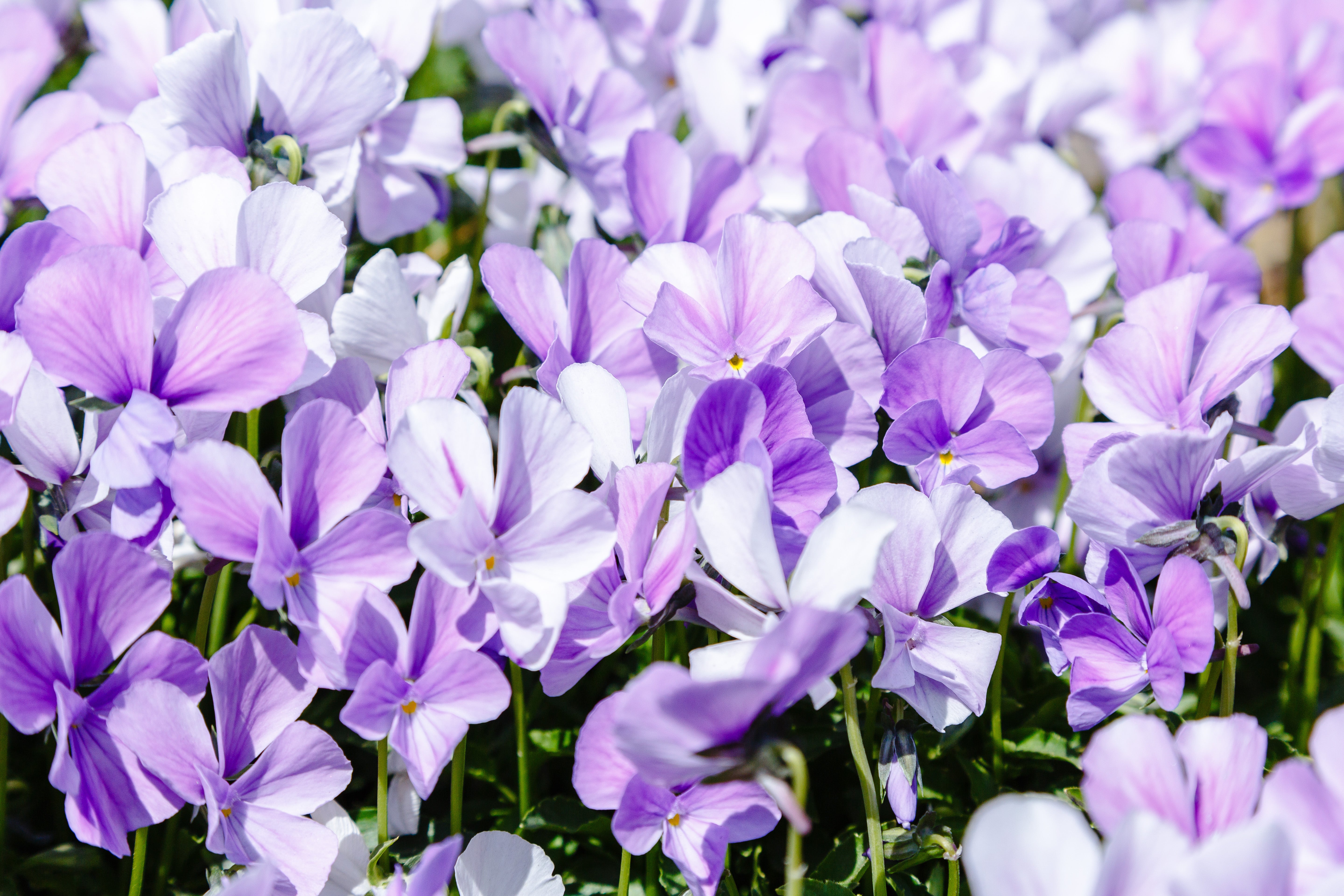 Decorative & Culinary Garden