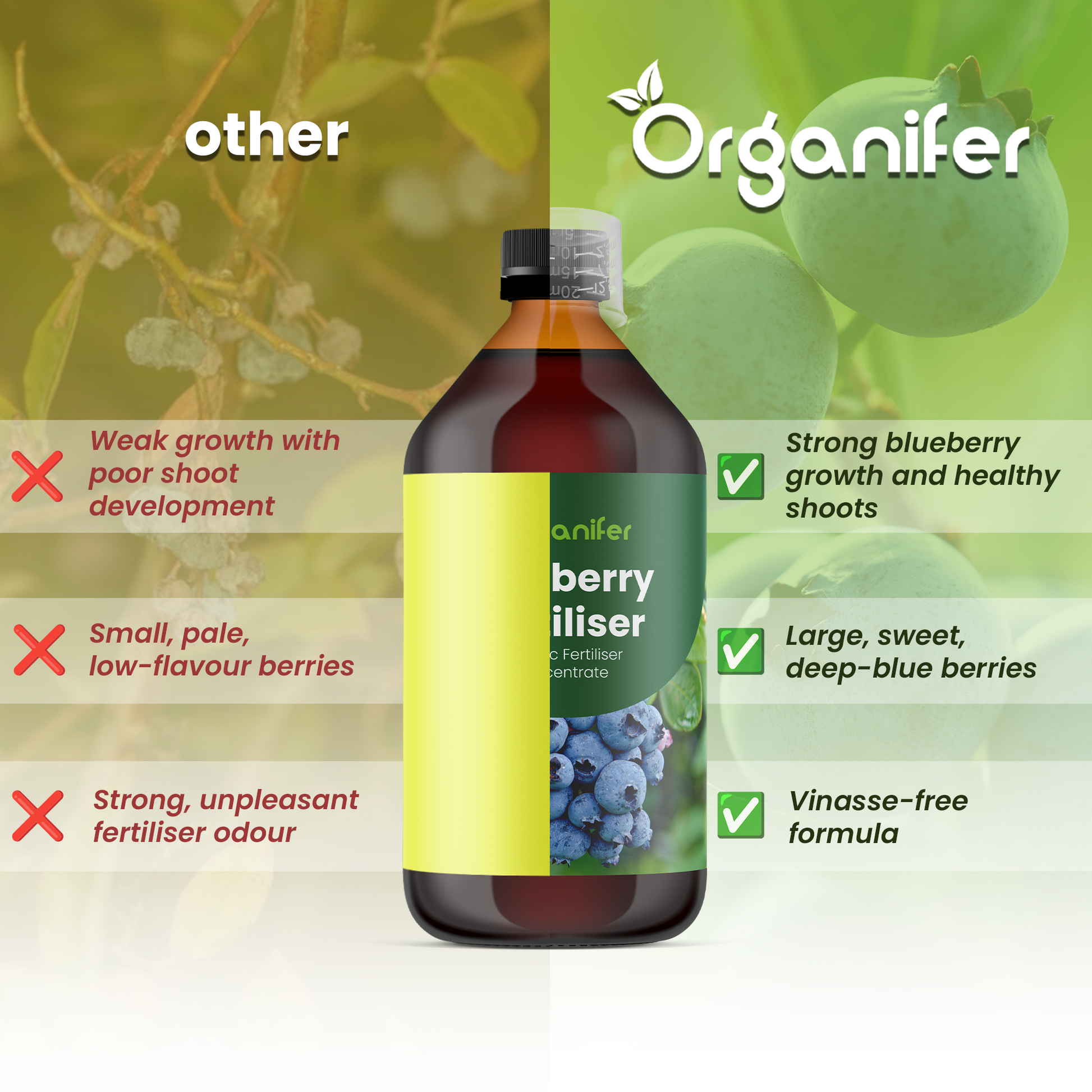 blueberry comparison