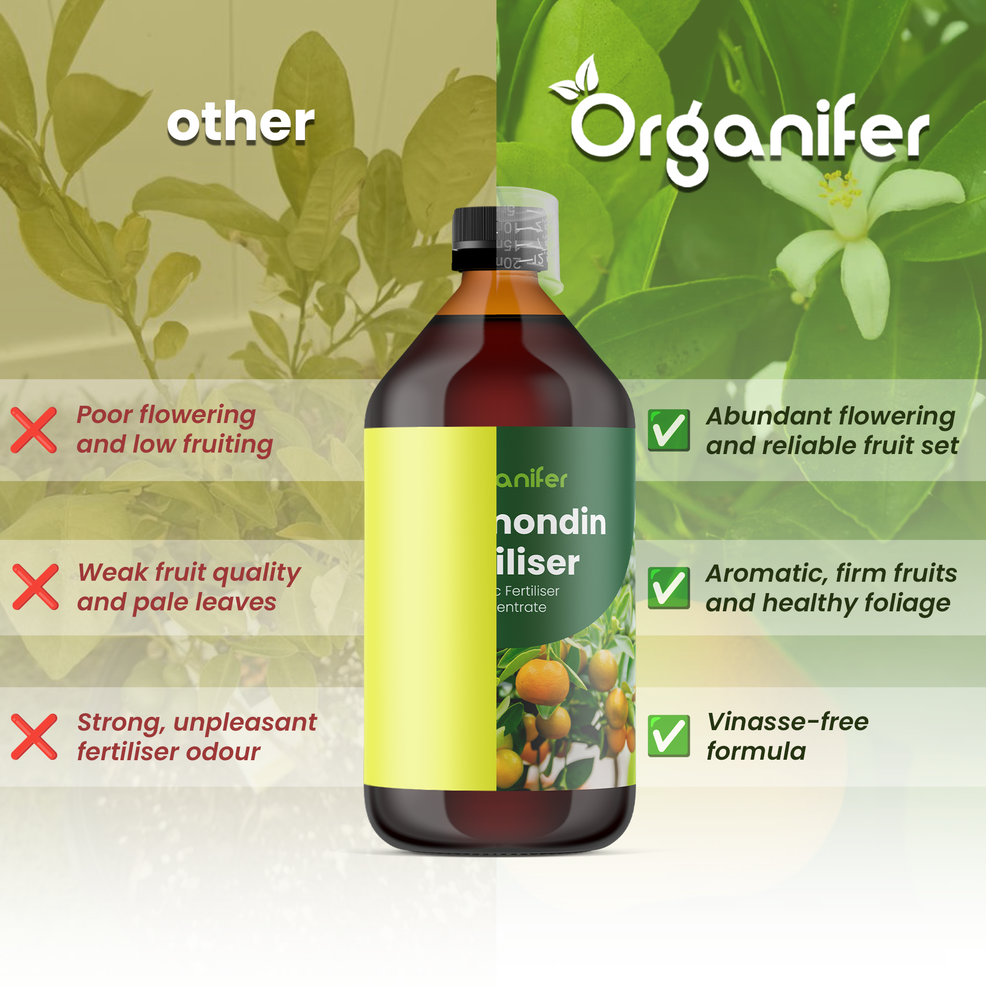 calamondin comparison