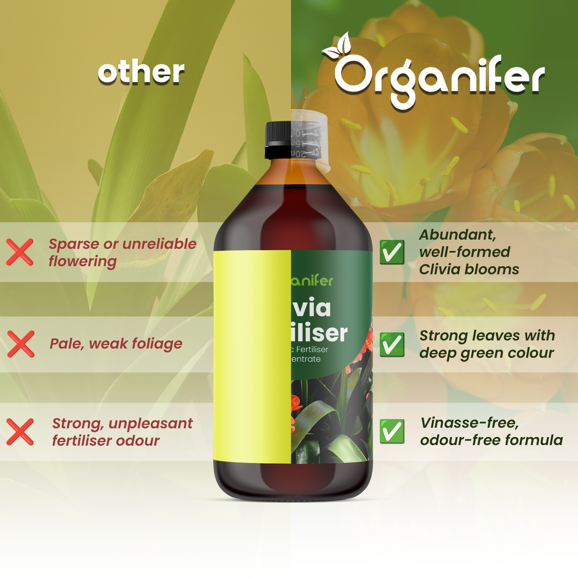 clivia comparison english