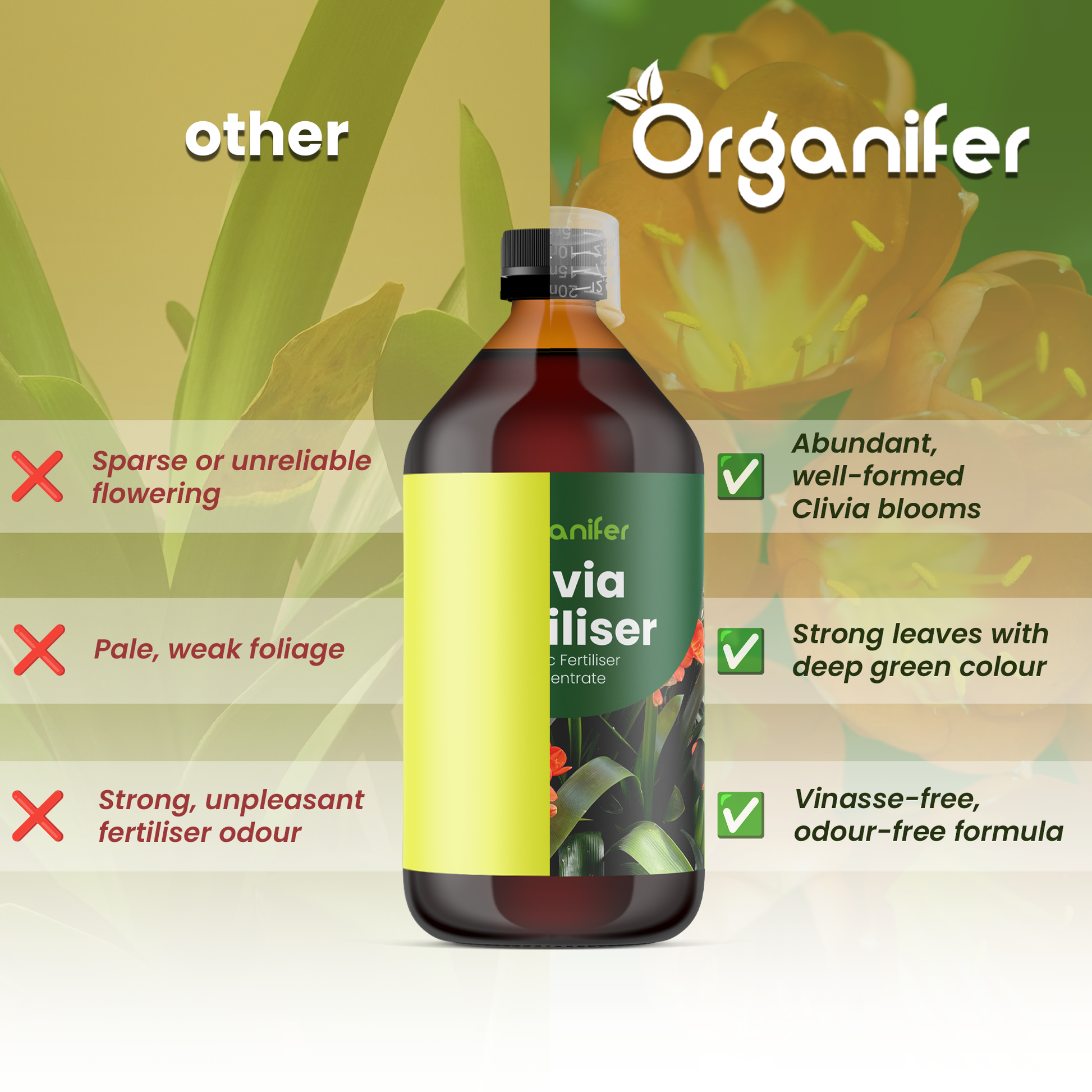 clivia comparison english