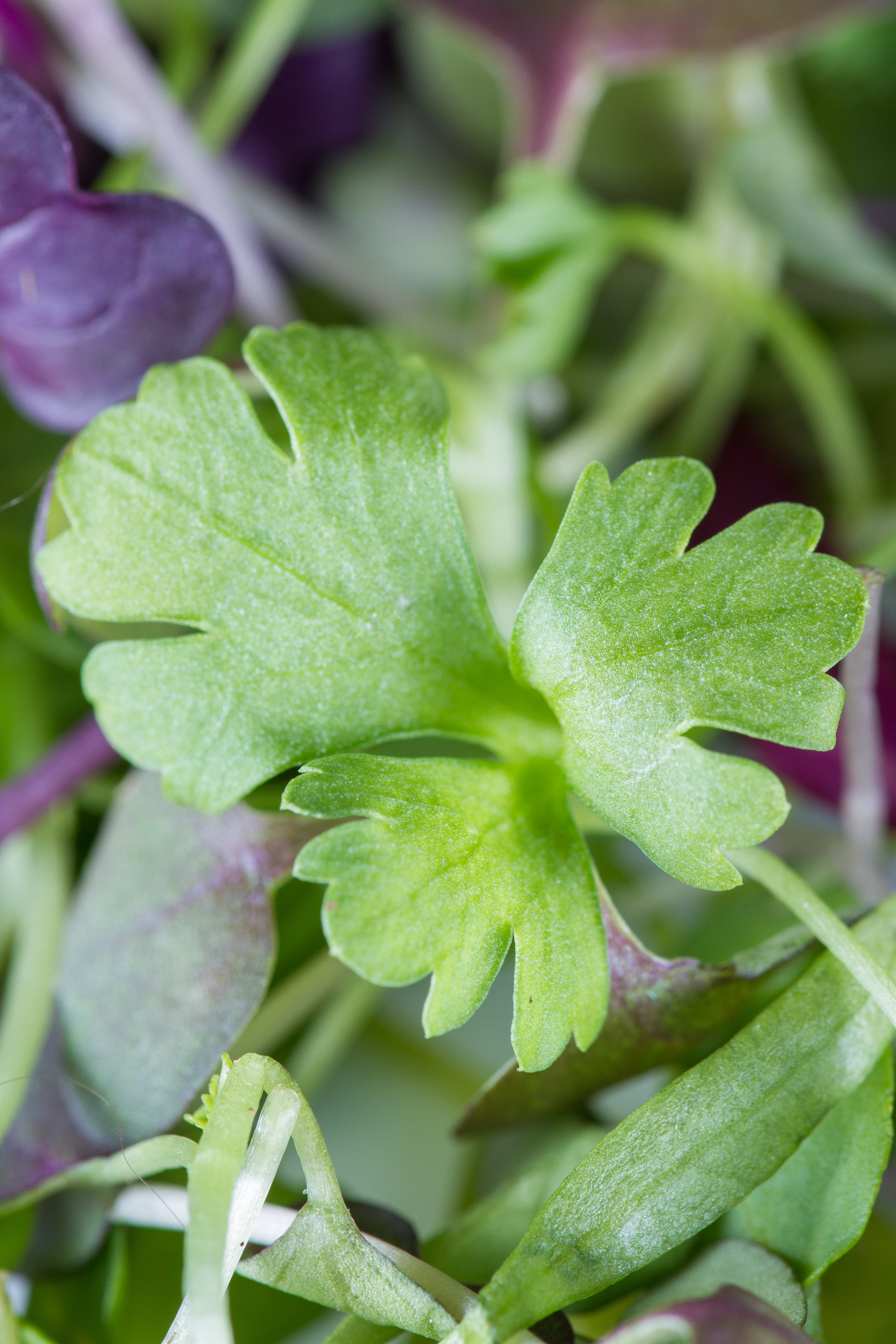 Intense Flavour & Nutritional Value