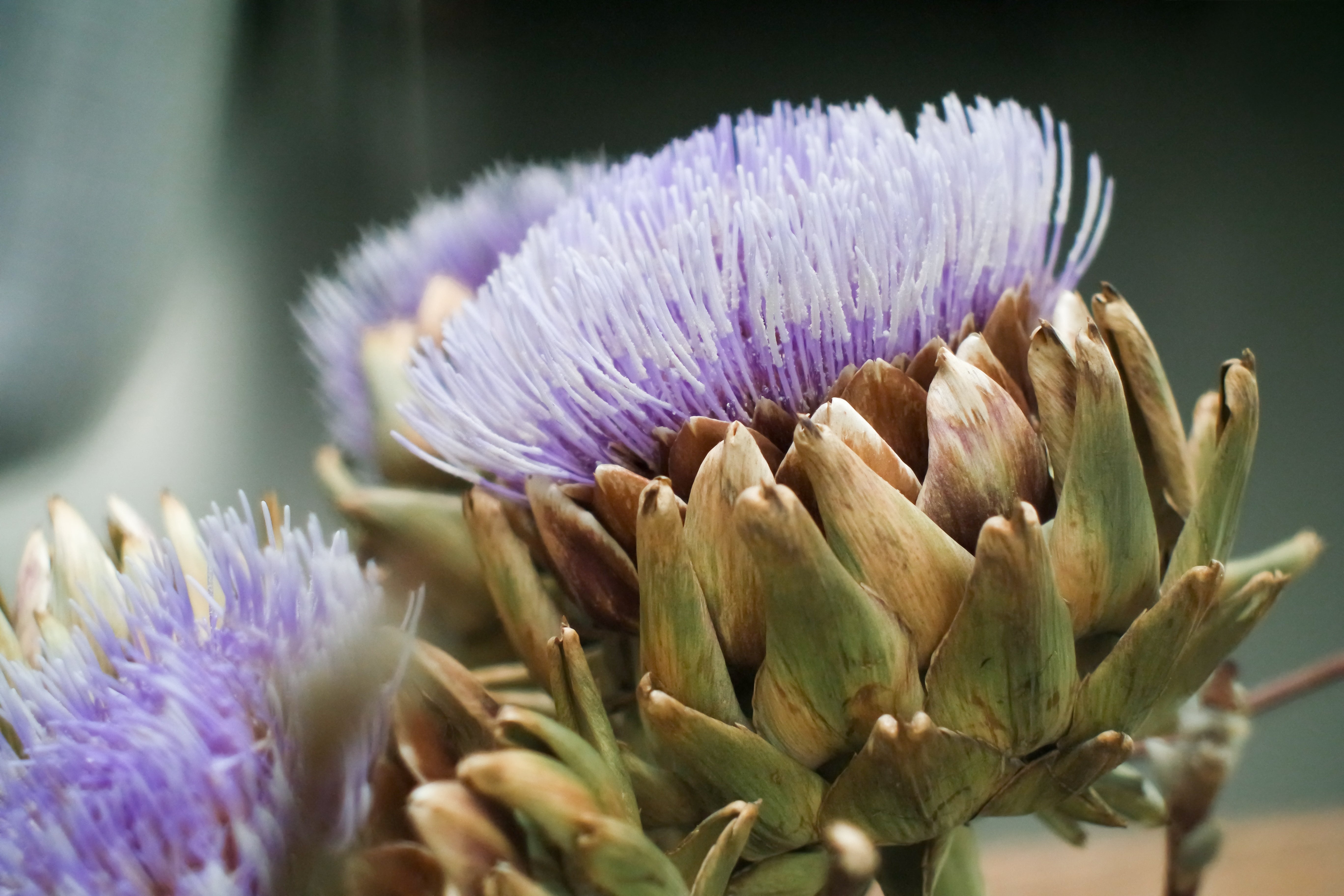 Strong Plant Structure for Heavy Bud Production