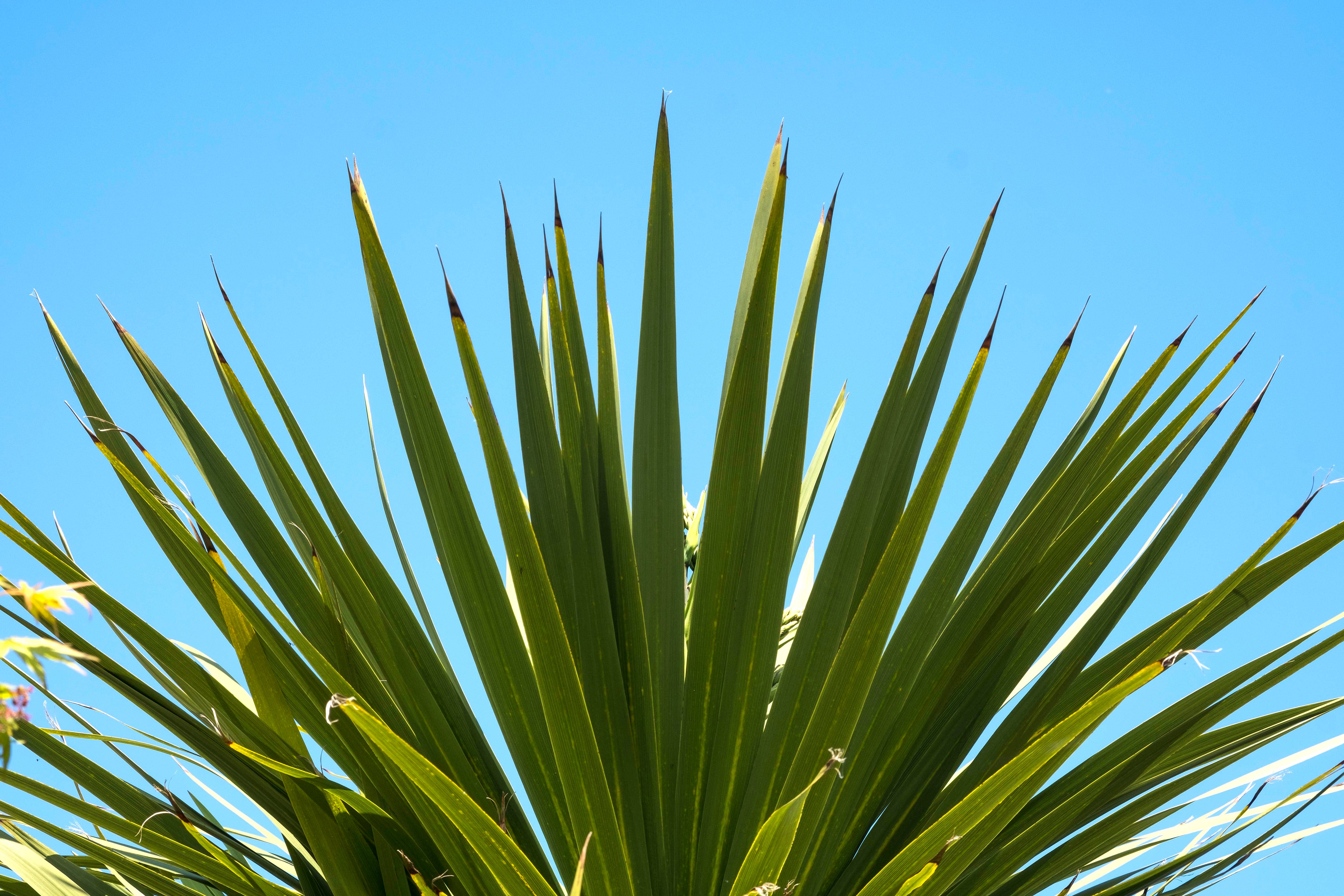 Improved Frond Quality and Durability