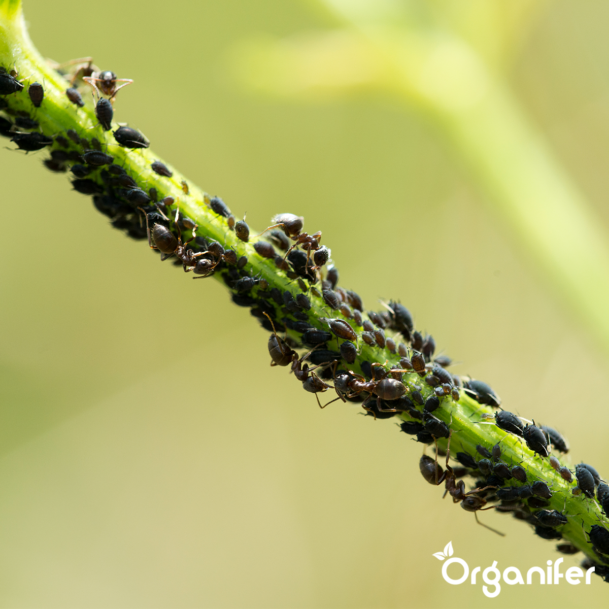 mieren - bestrijden Diatomeeënaarde