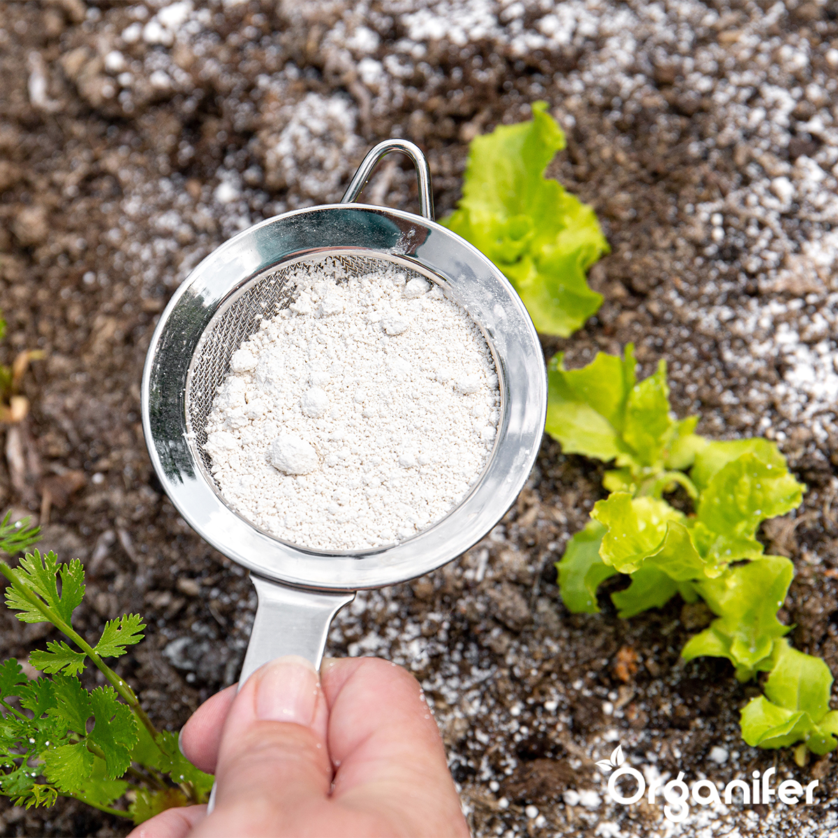 diatomeeënaarde - strooien insectenwering op salade in moestuin Organifer