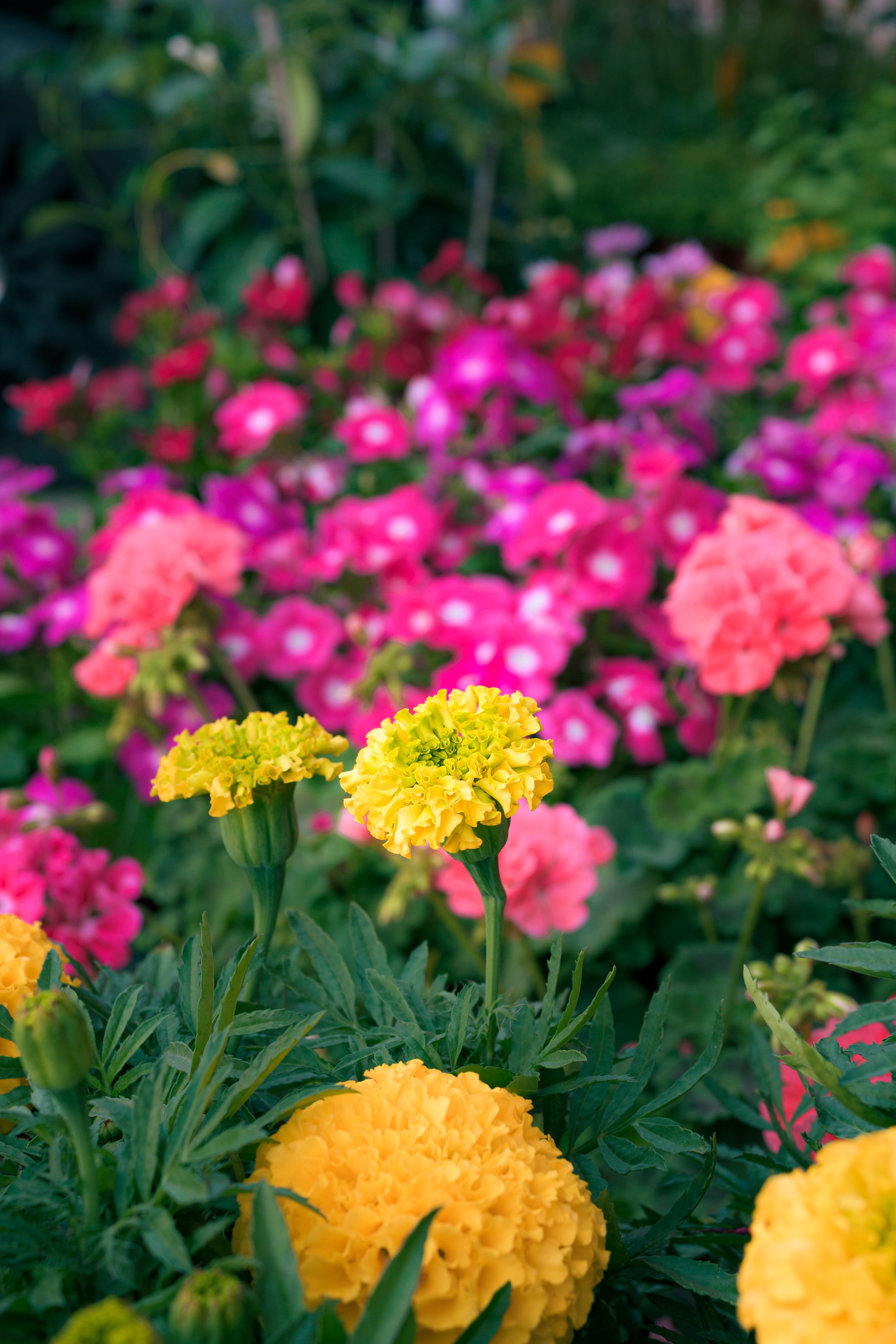 Eco-Friendly & Carefully Selected Seeds