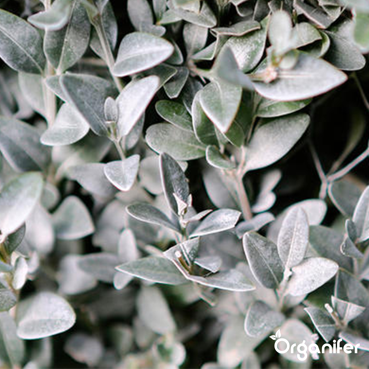 Dunne laag Algenkalk op buxus - Organifer