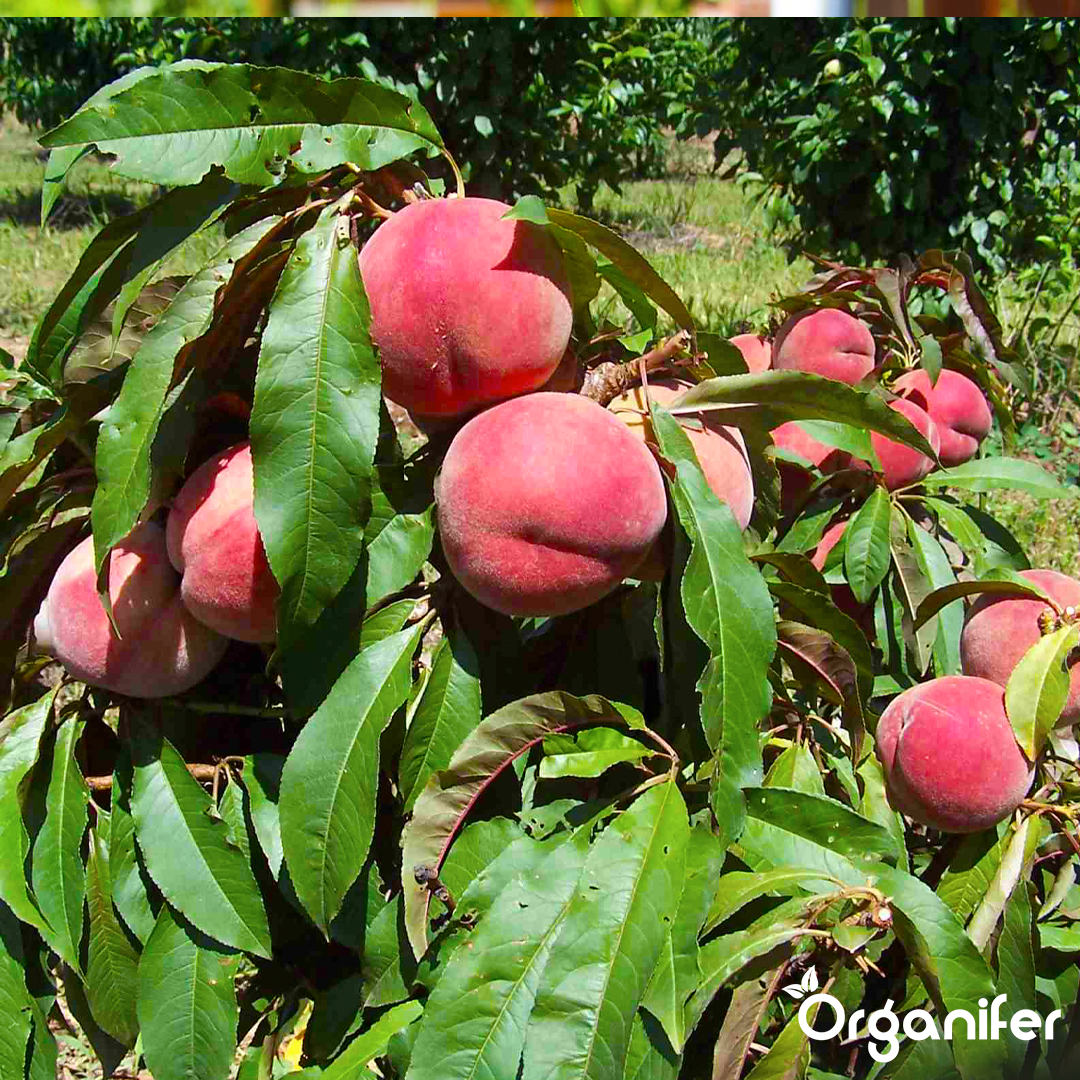 dwarf-peach-liquid-fertilisers-7