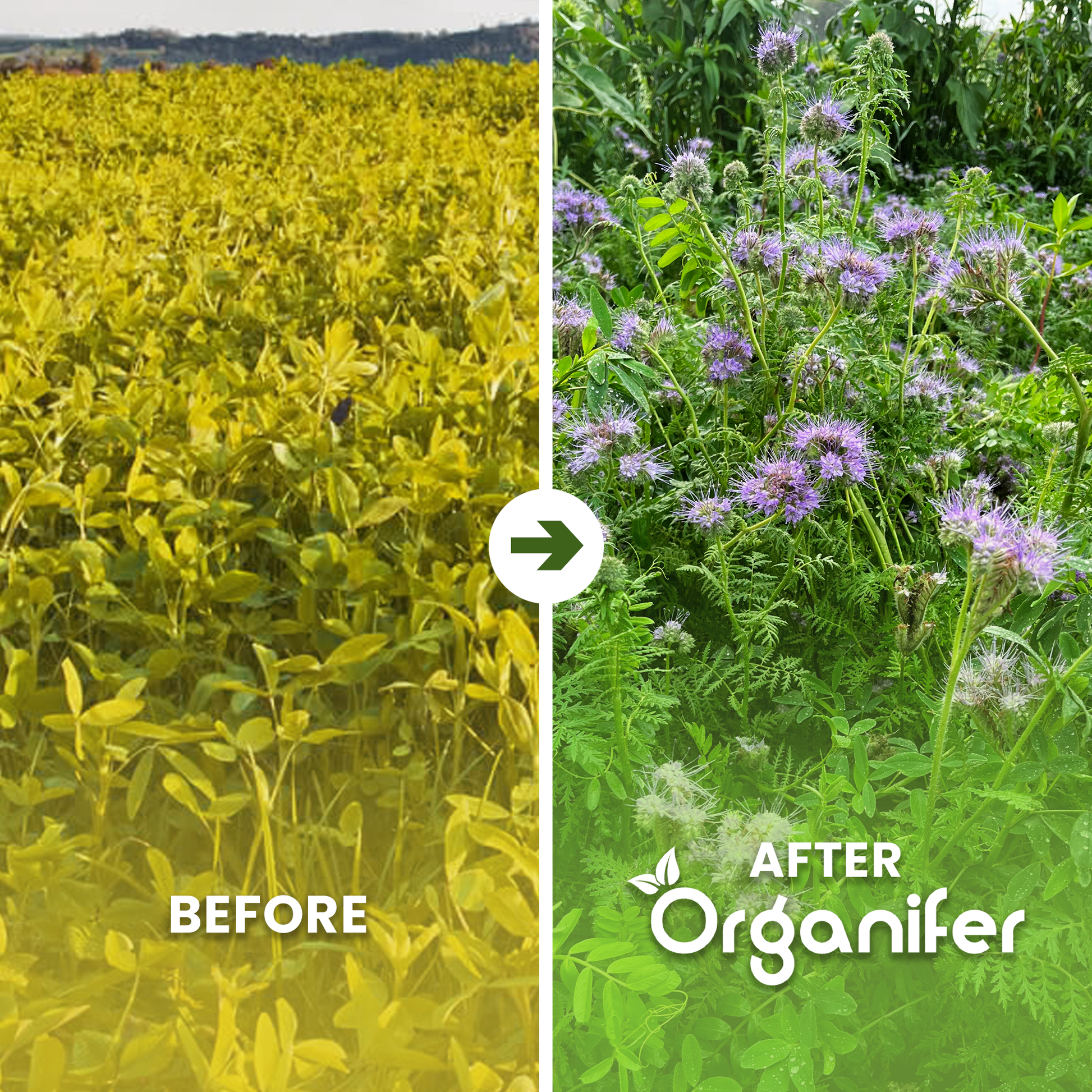 Cover Crop Mix Before - after