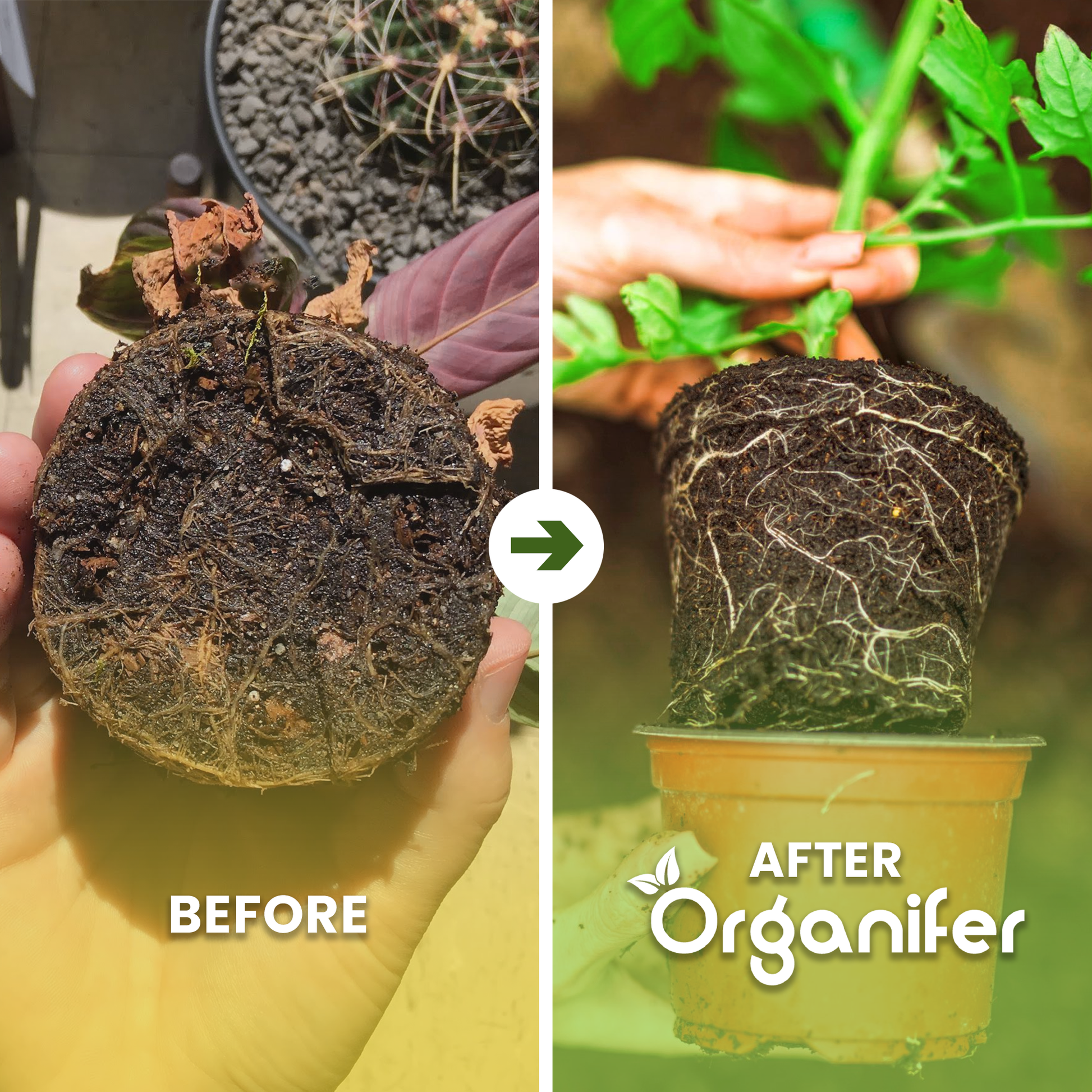 Root stimulator – Roots Power Concentrate Before - after