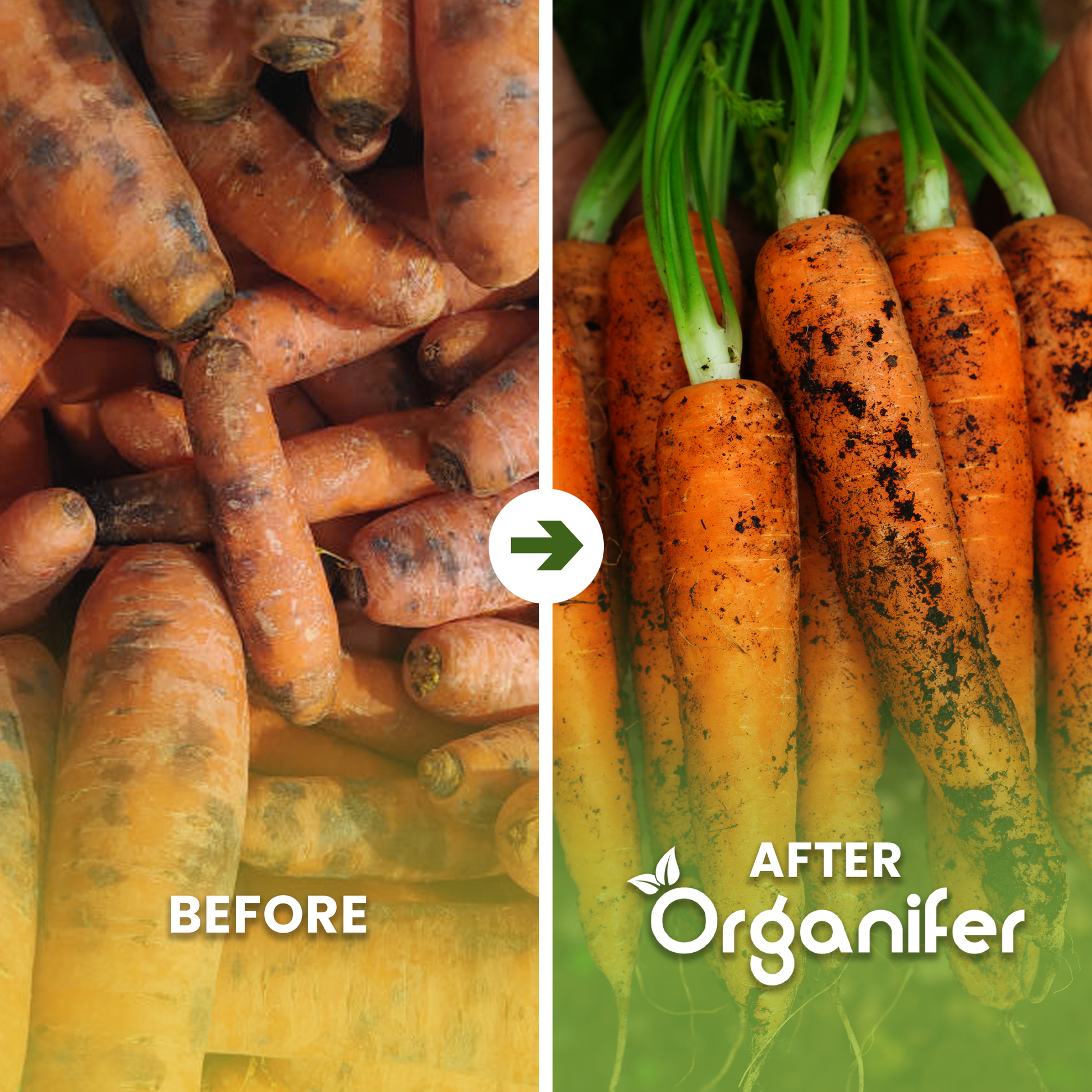 Vegetable Seed Collection Before - after
