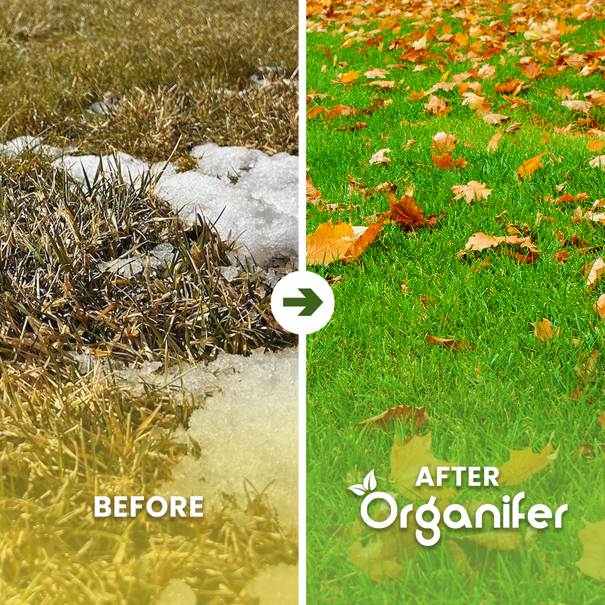 Autumn Fertiliser All-In-One Before - after