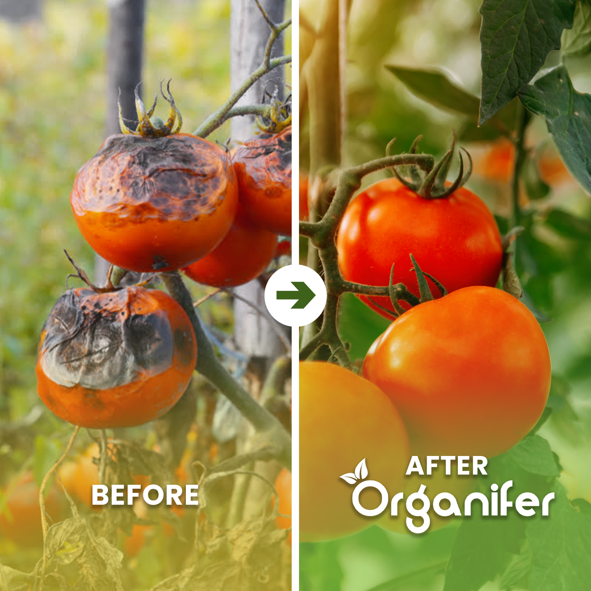 Tomato Seed Pack – Before - after
