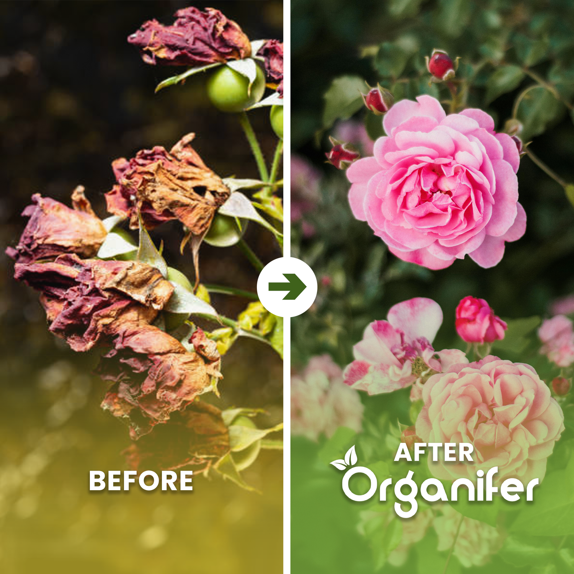 Nematodes – Soil Nematode Before - after