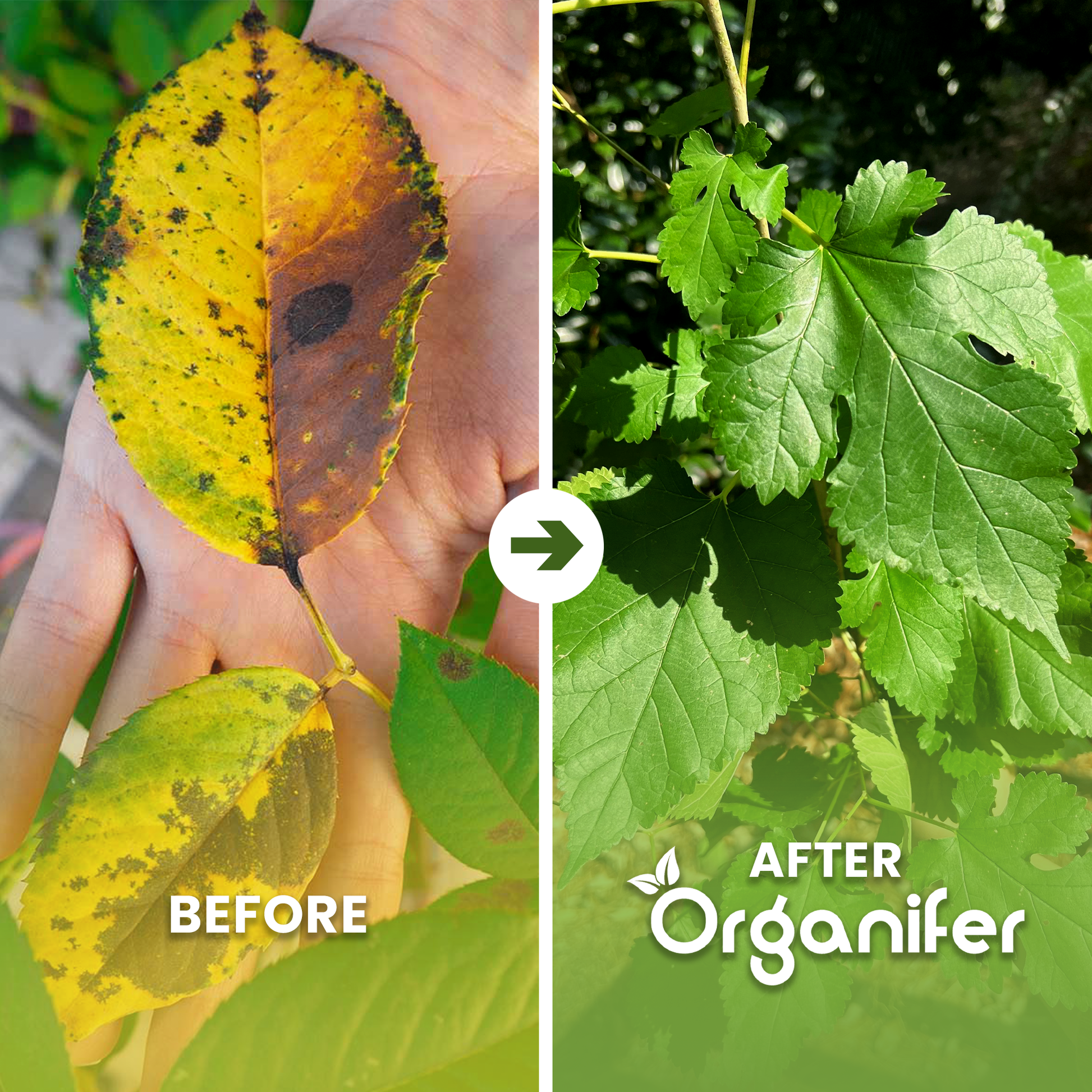 Leaf Diseases Concentrate Before - after