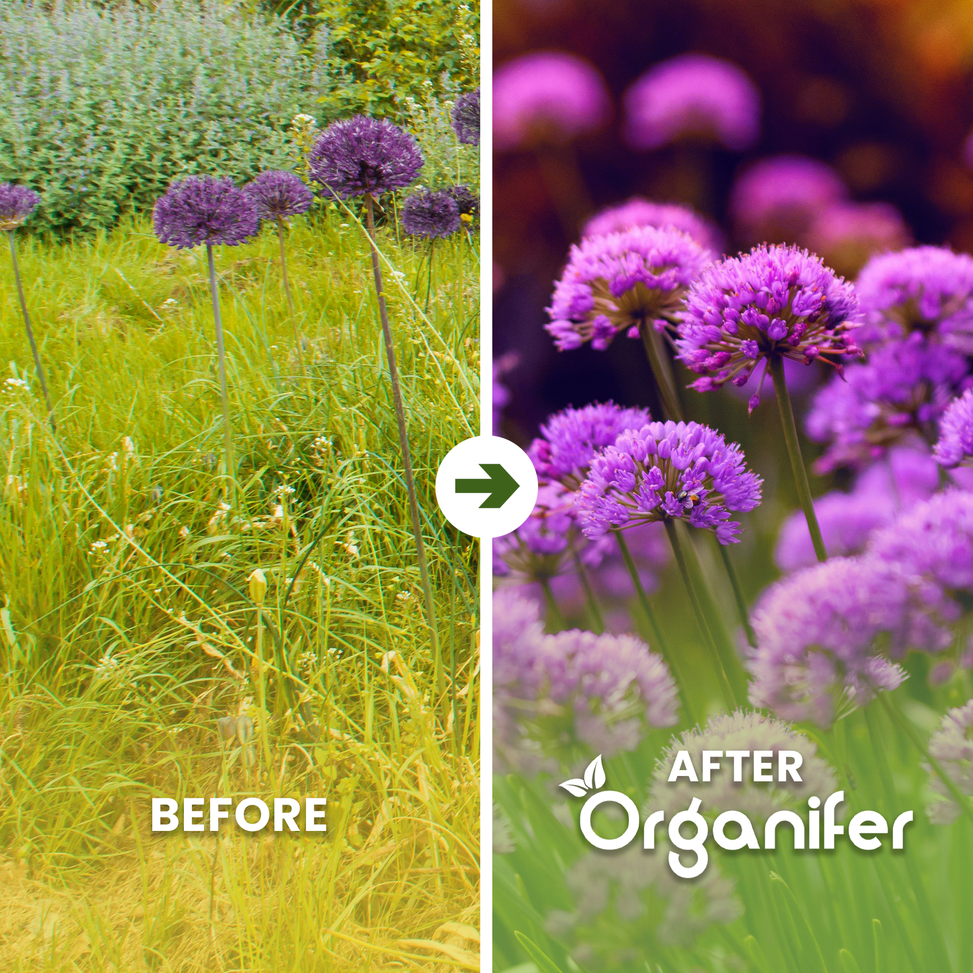 Allium Purple Sensation Before - after