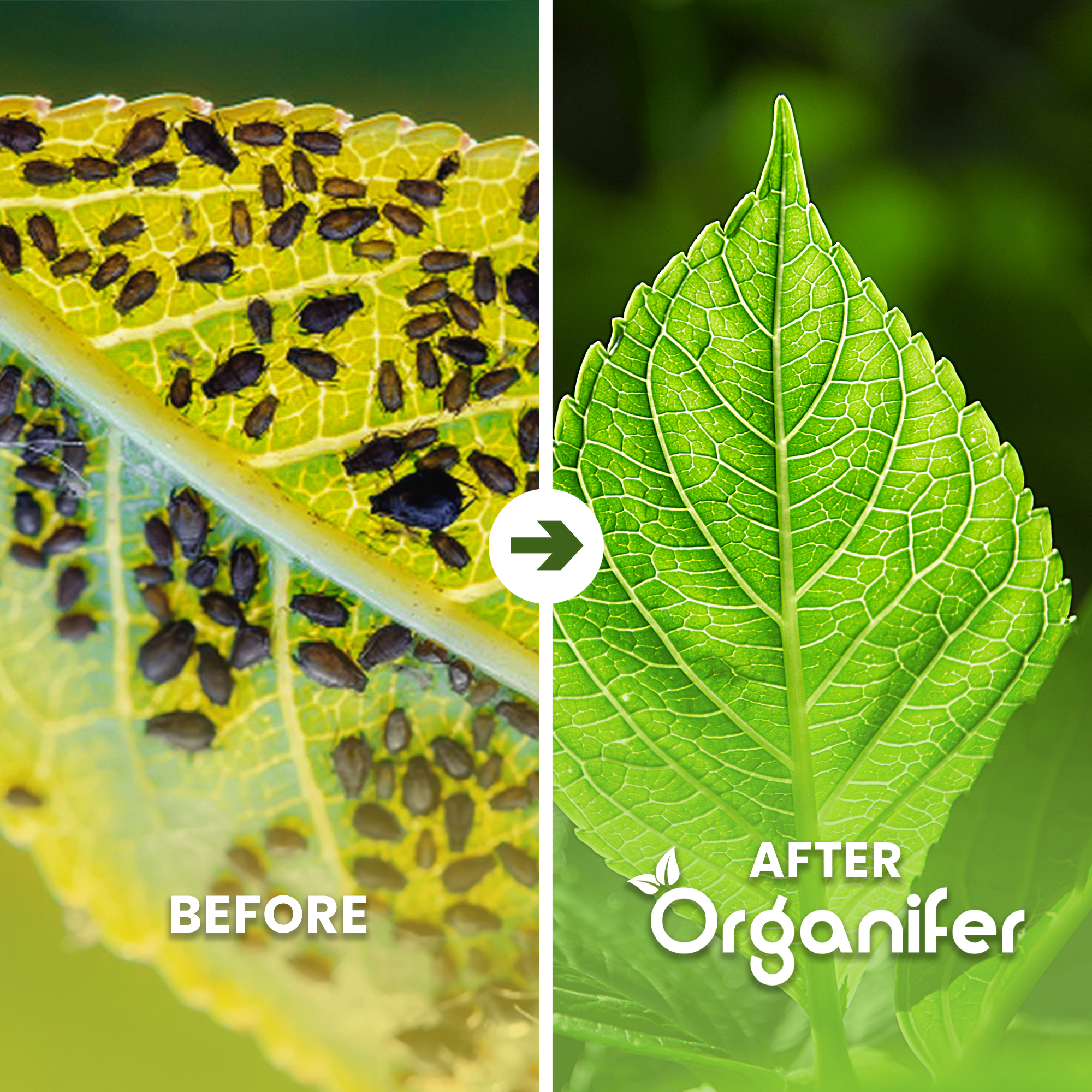 Leaf Insects Concentrate Before - after