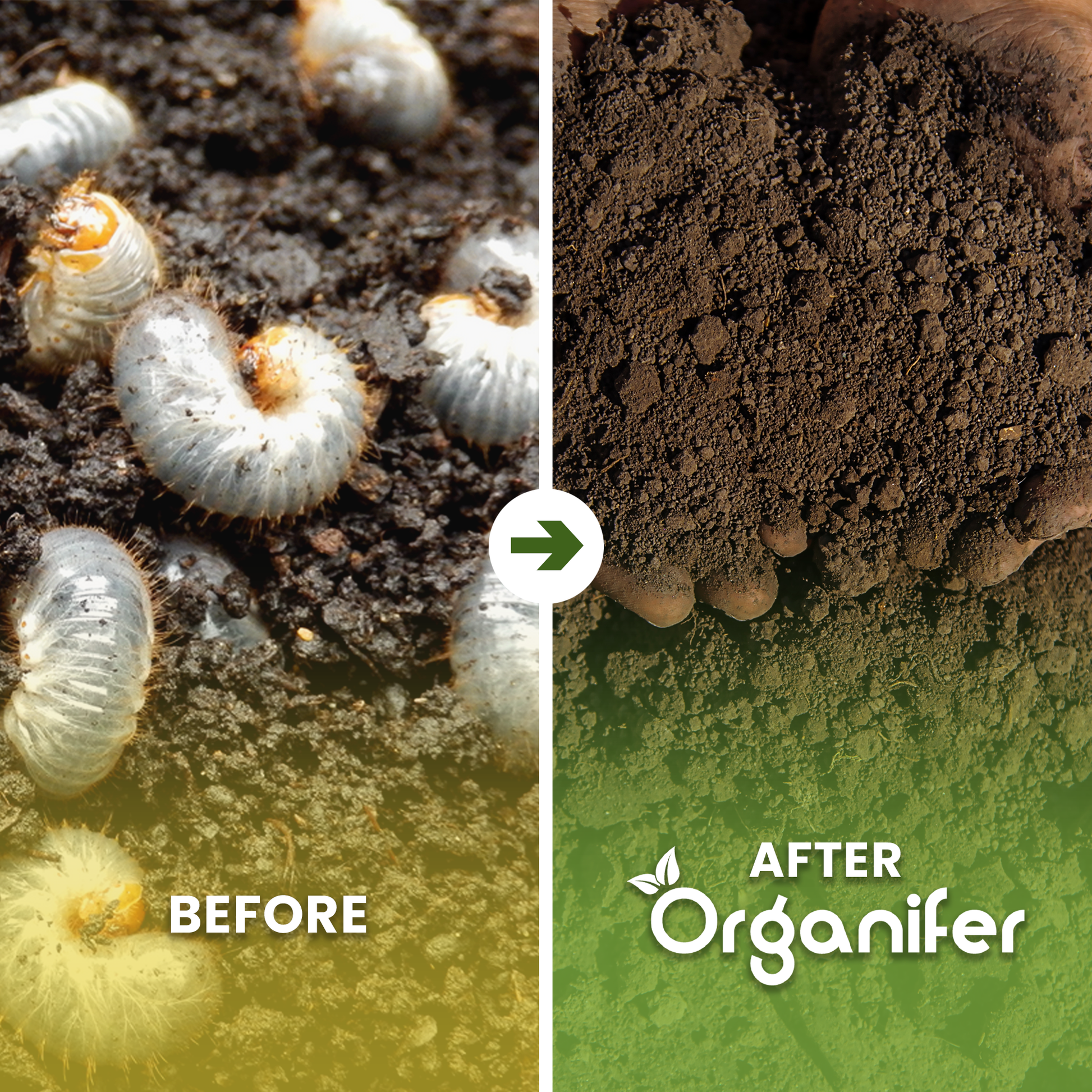 Soil Insects Concentrate Before - after