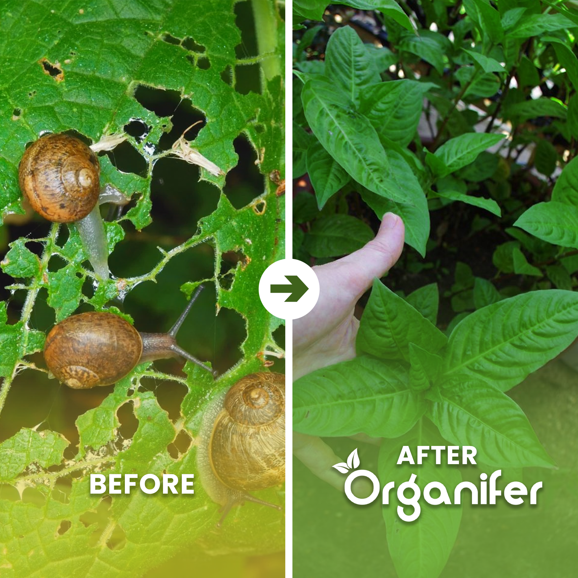 Snail Prevention Before - after