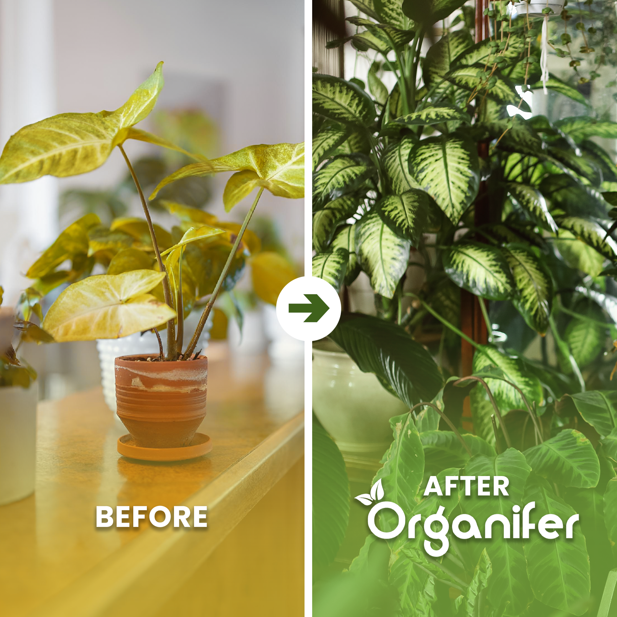 Indoor Plant Seed Before - after