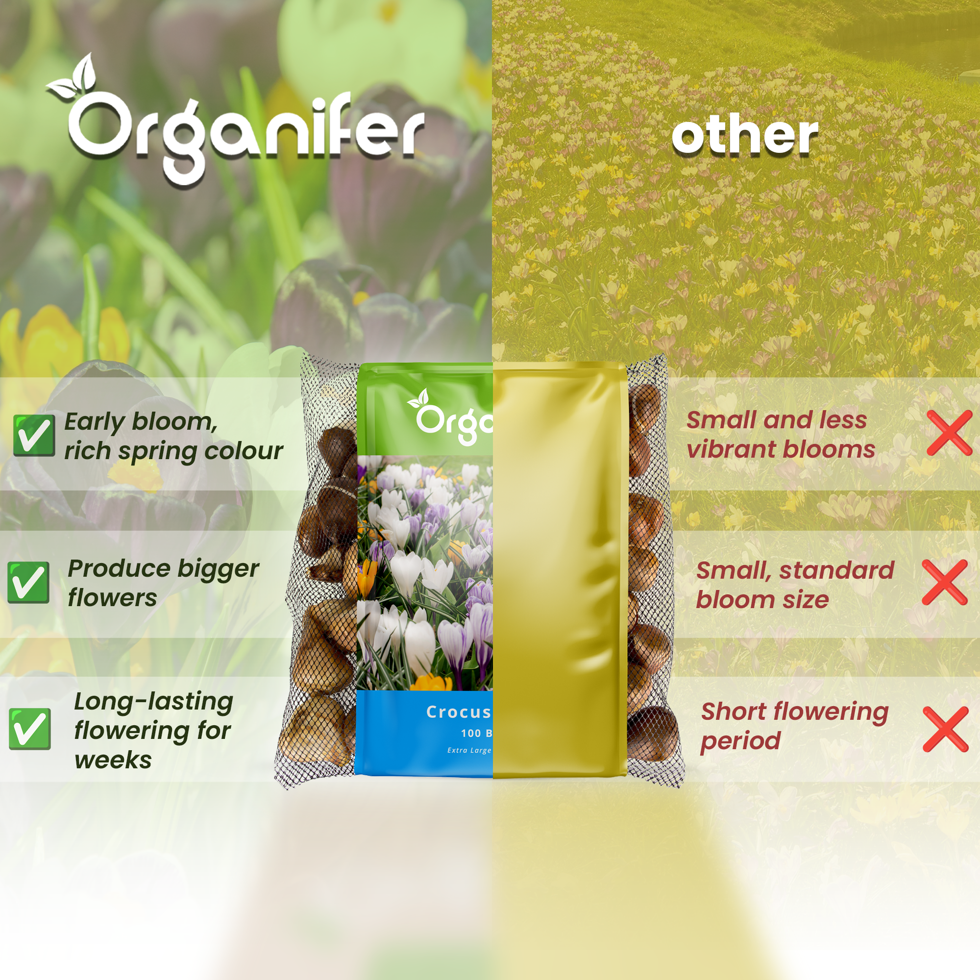 Crocus comparison