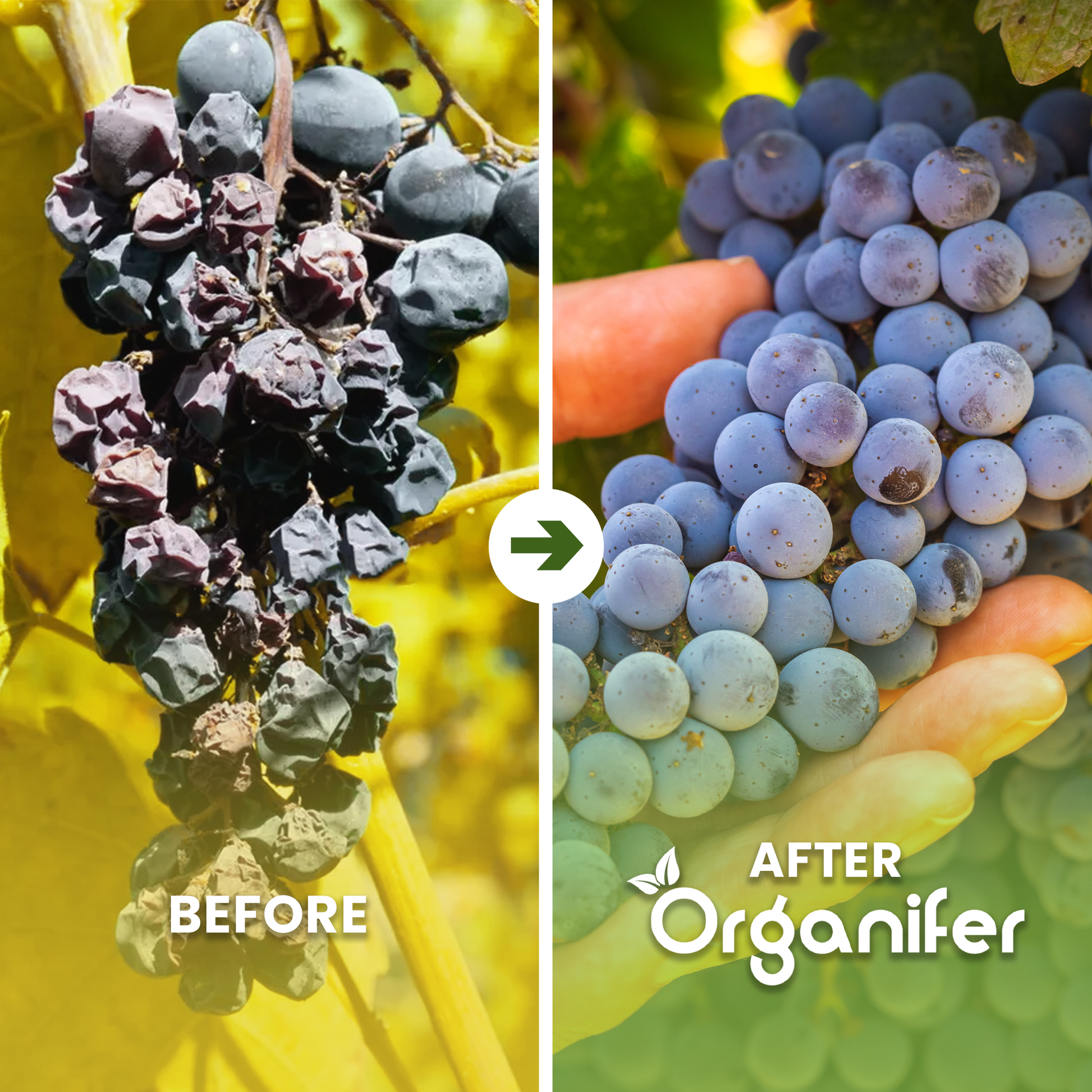 Cow Manure Pellets 3in1 Before - after