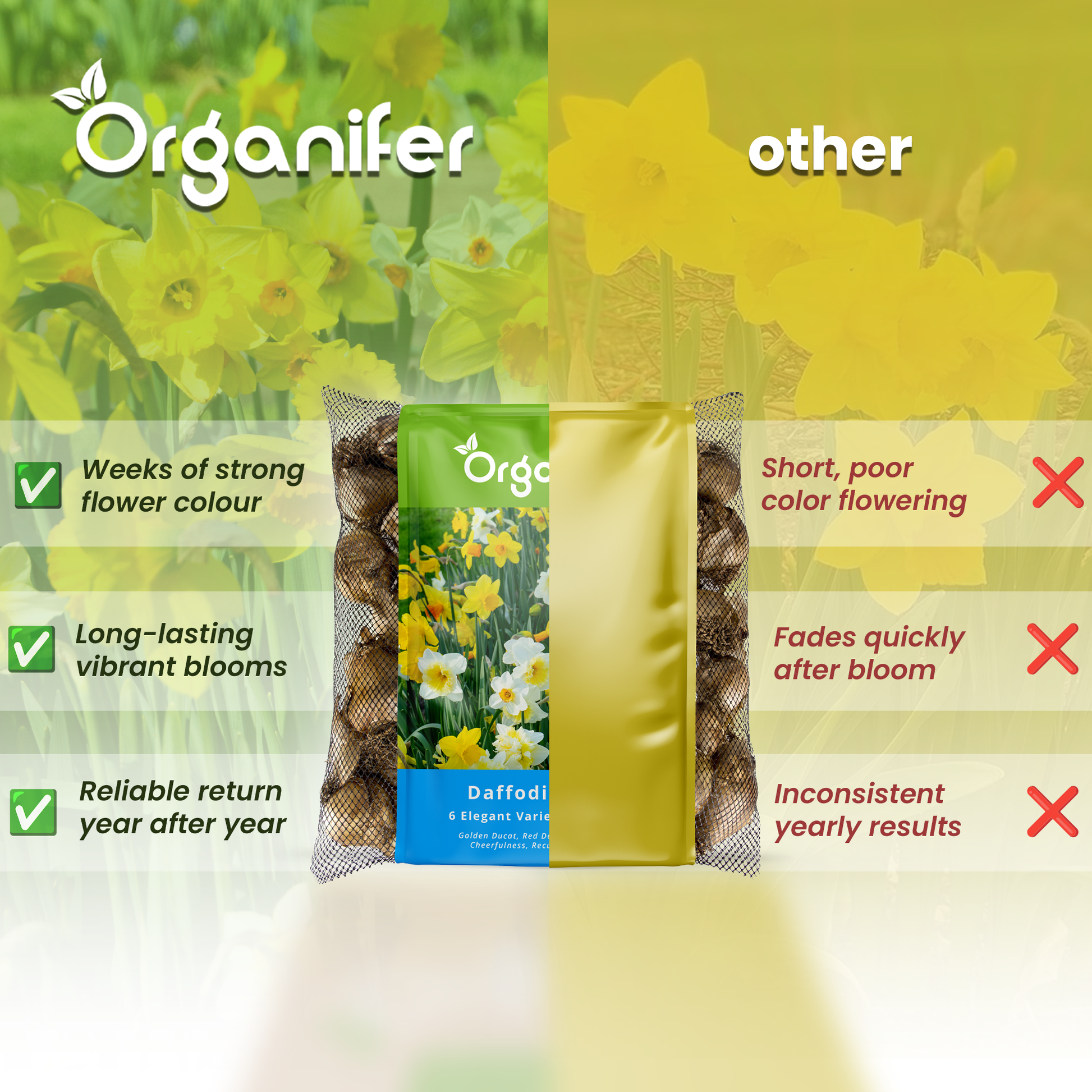 Daffodil Bulbs comparison

