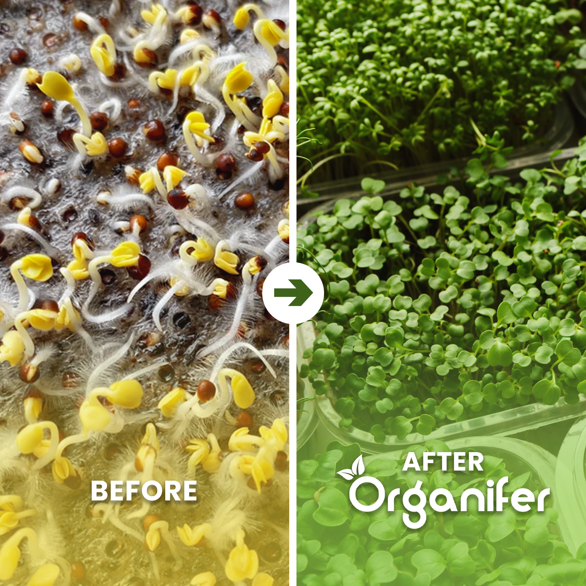Microgreens Seed Packet – Before - after
