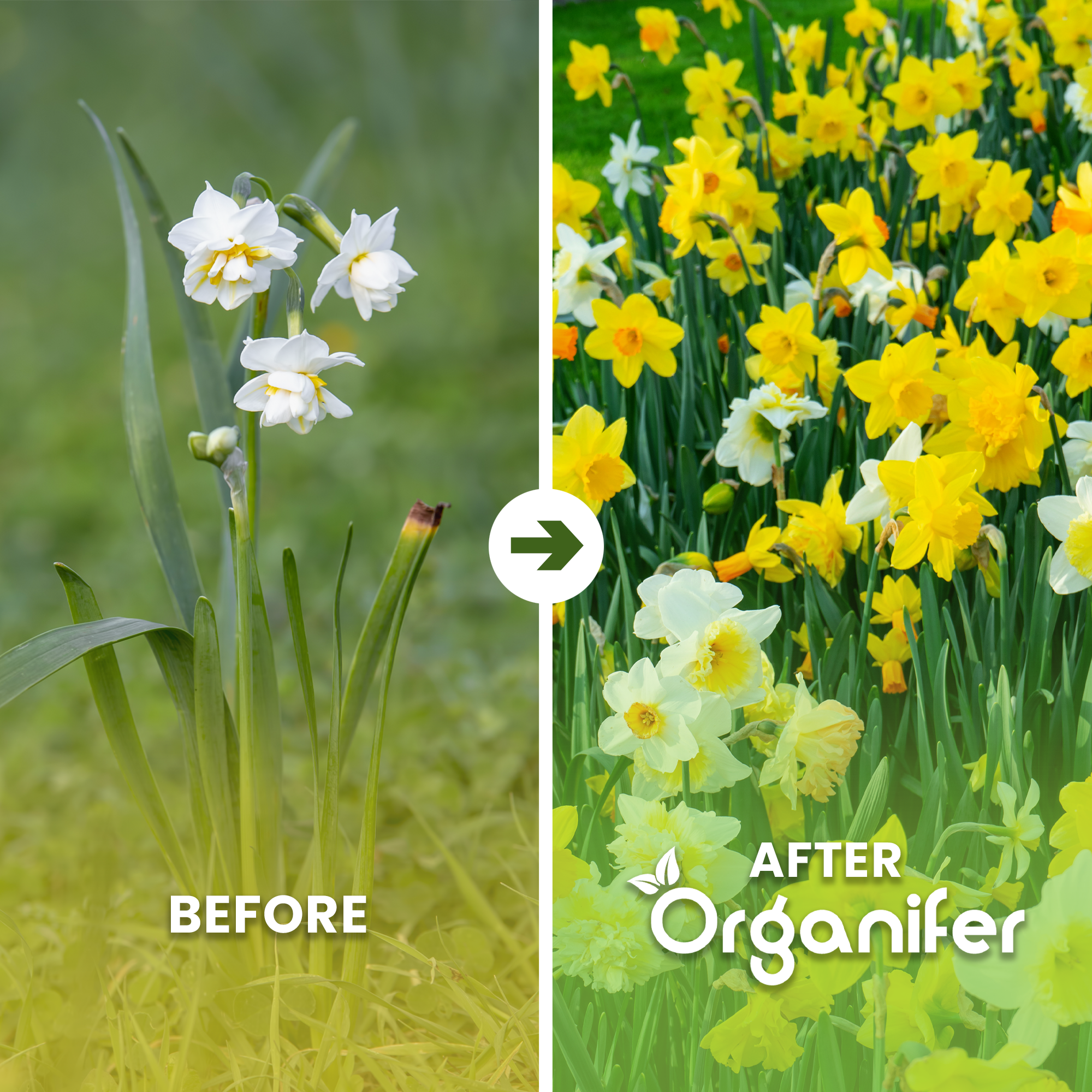 Daffodil Bulbs Before - after
