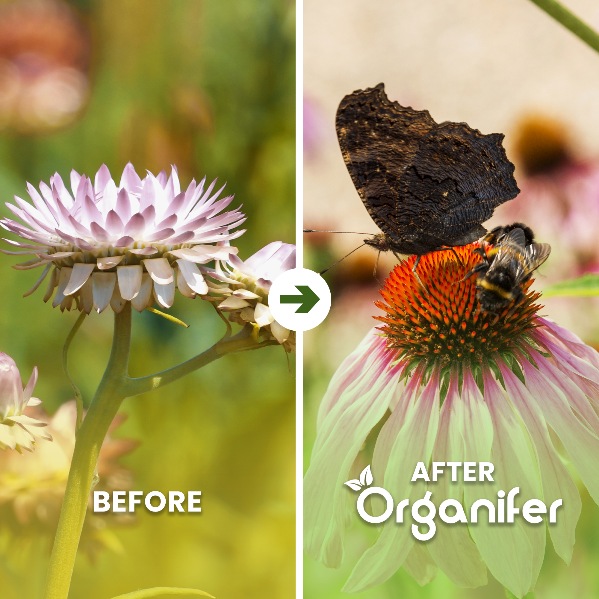 Butterfly Flowers and Bee Mix  Before - after
