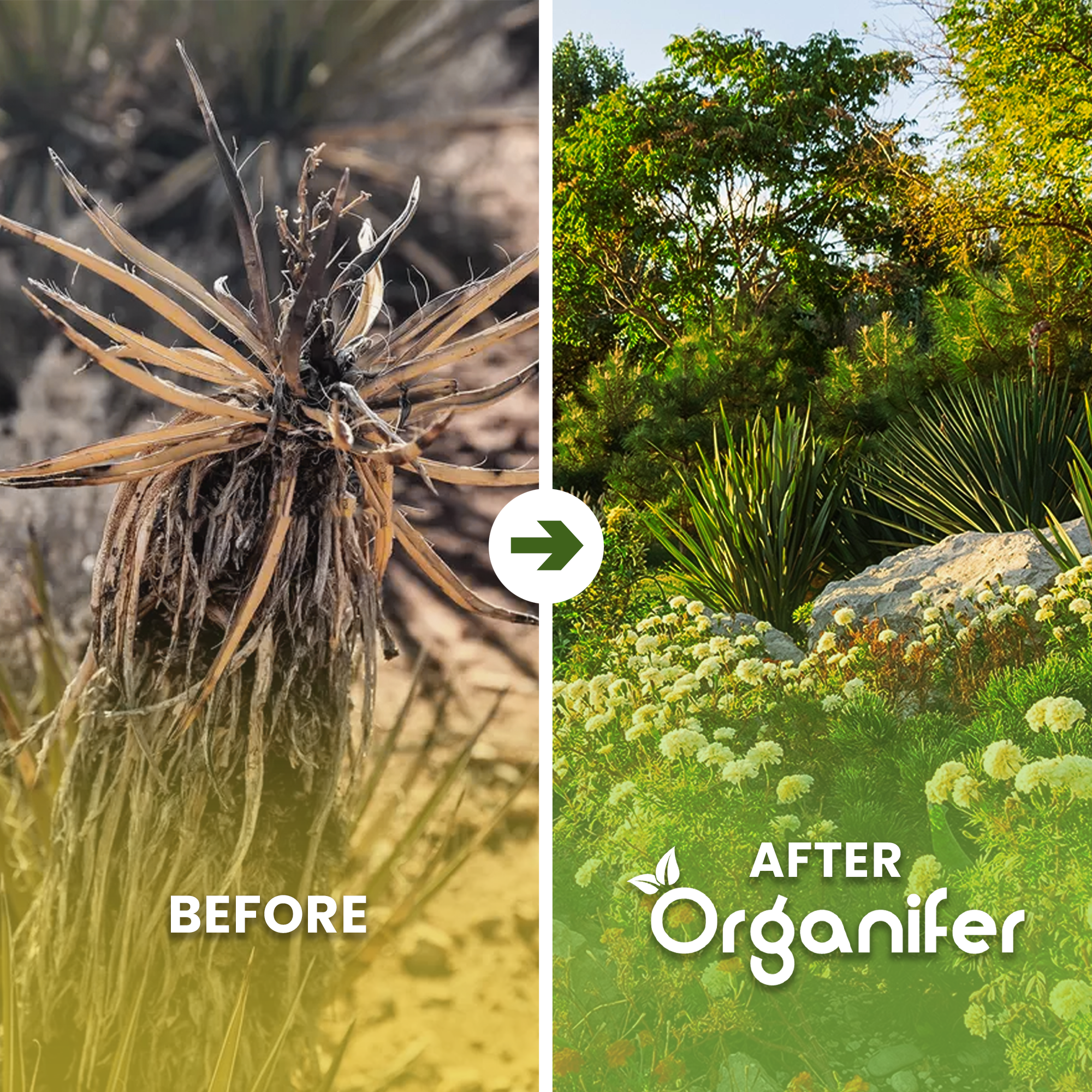 Yucca – Wetting Agent Before - after
