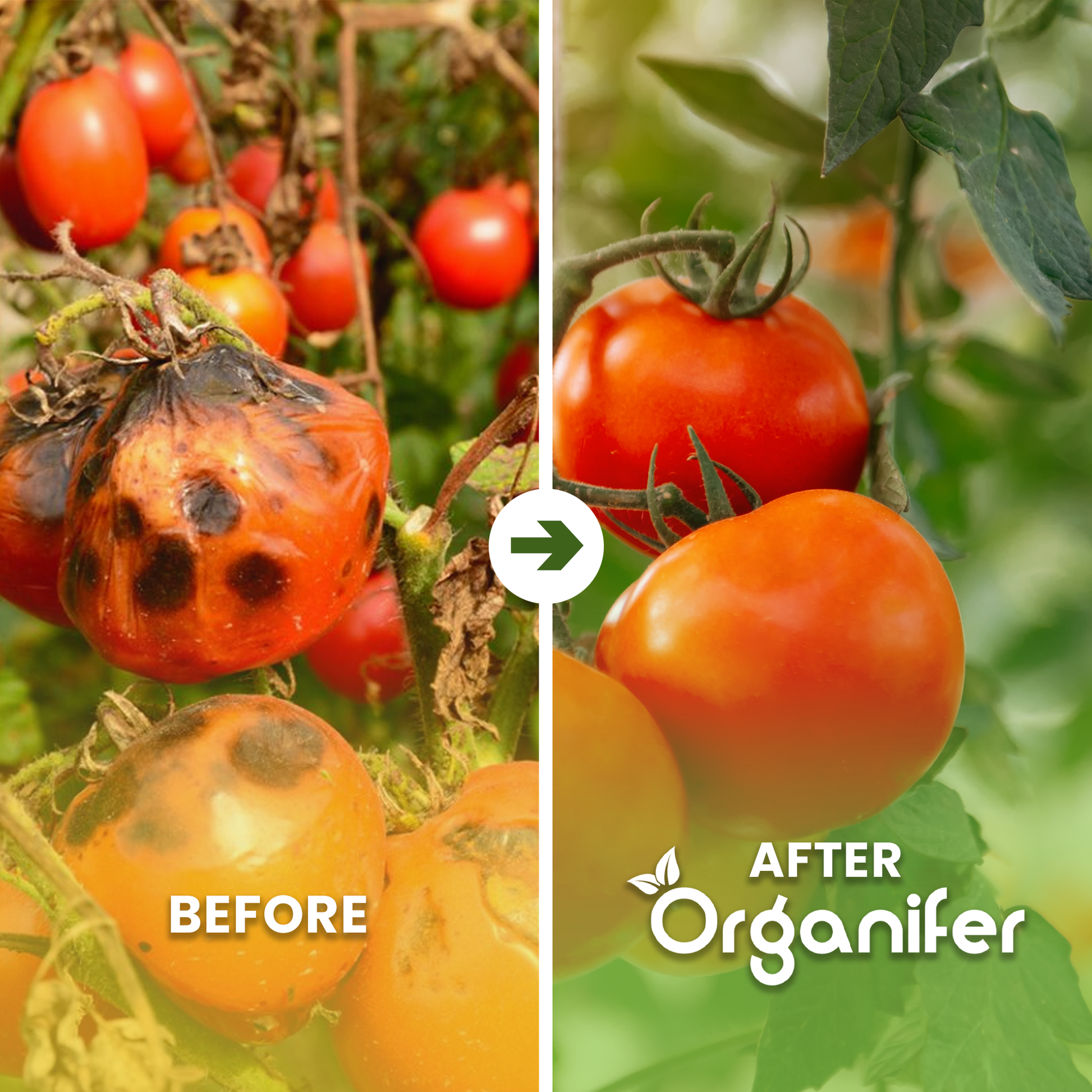 Chicken manure pellets Before - after