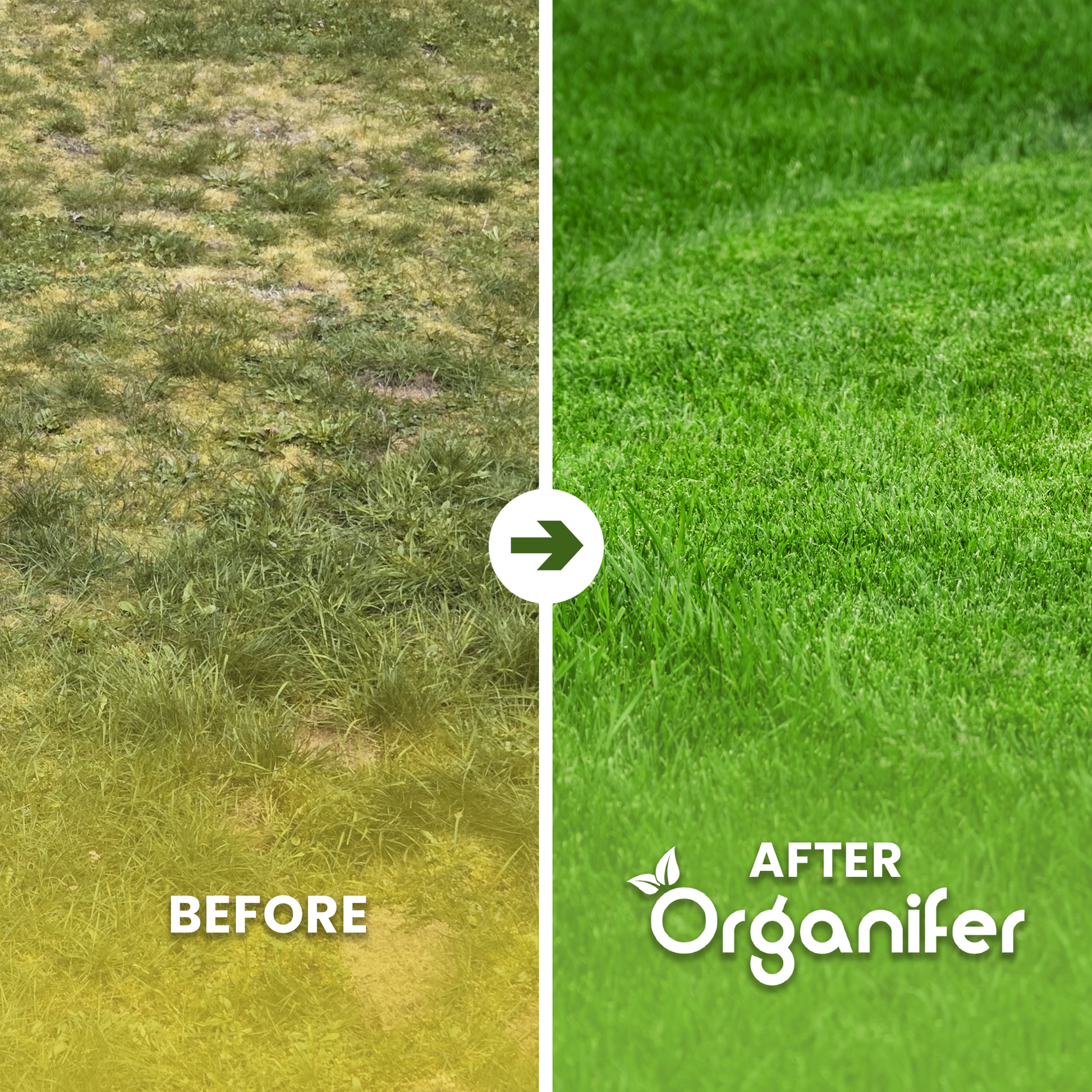 Iron Sulphate Fertiliser Before - after