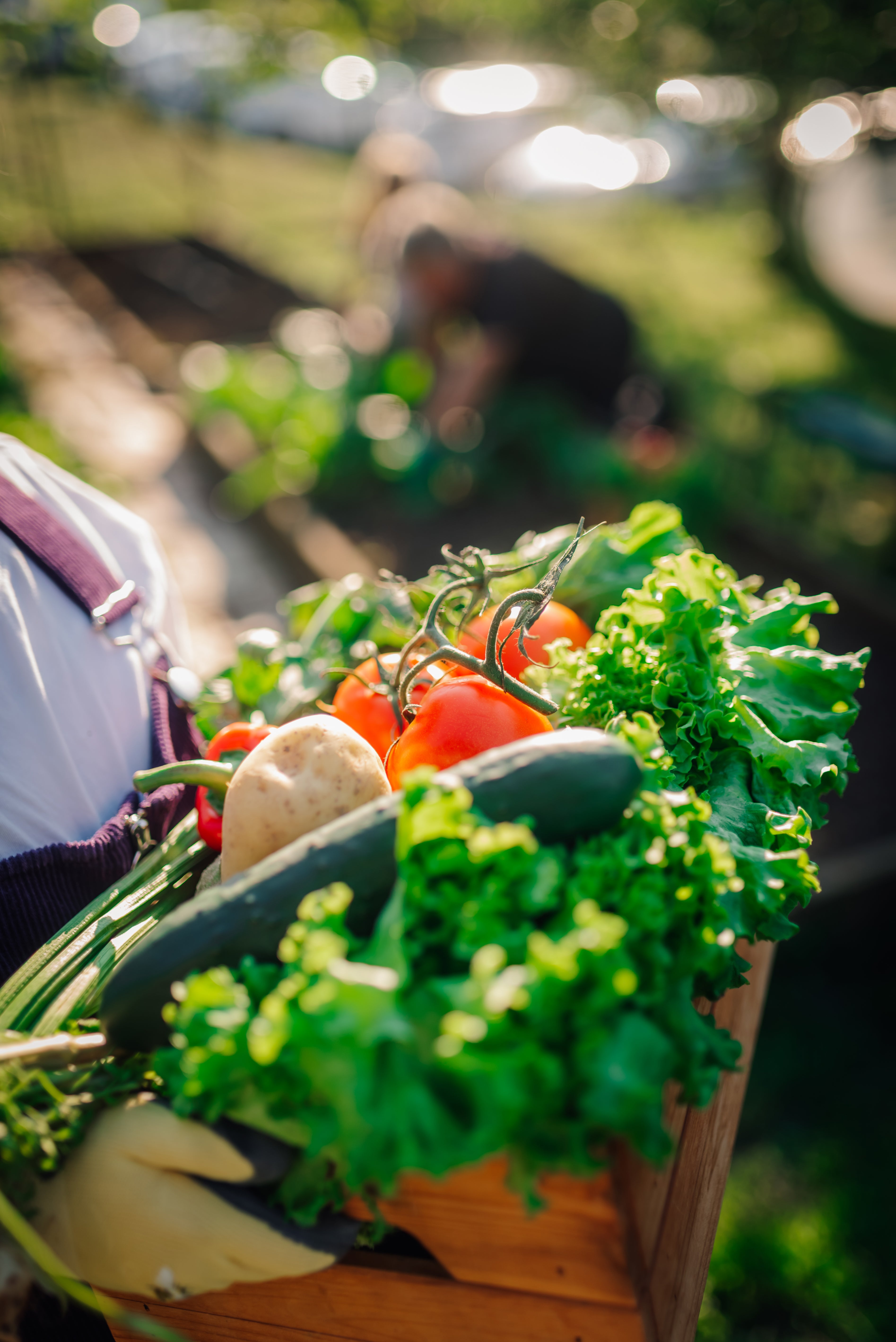 Essential Kitchen Garden Variety