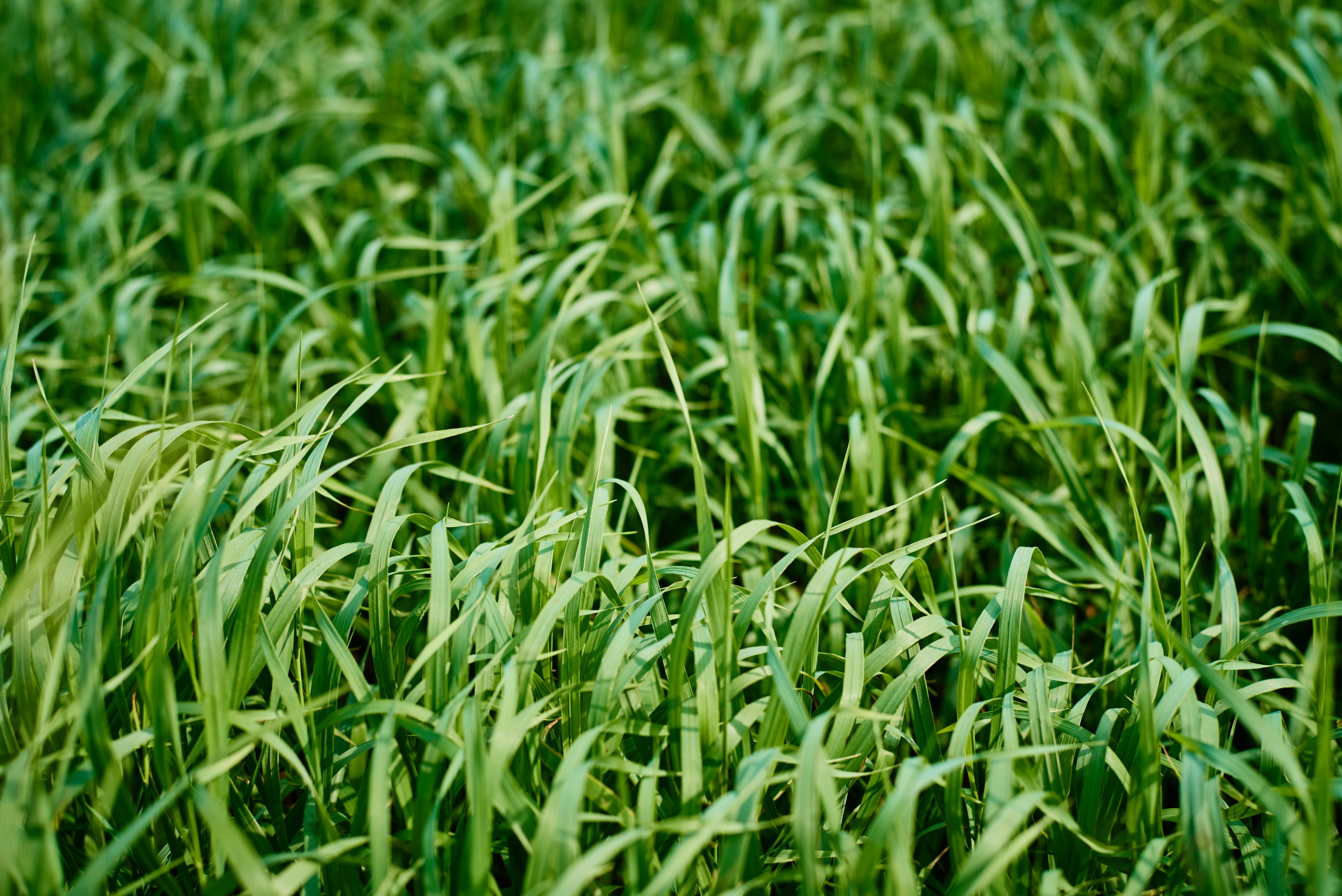Gazon dense, résilient et durable
