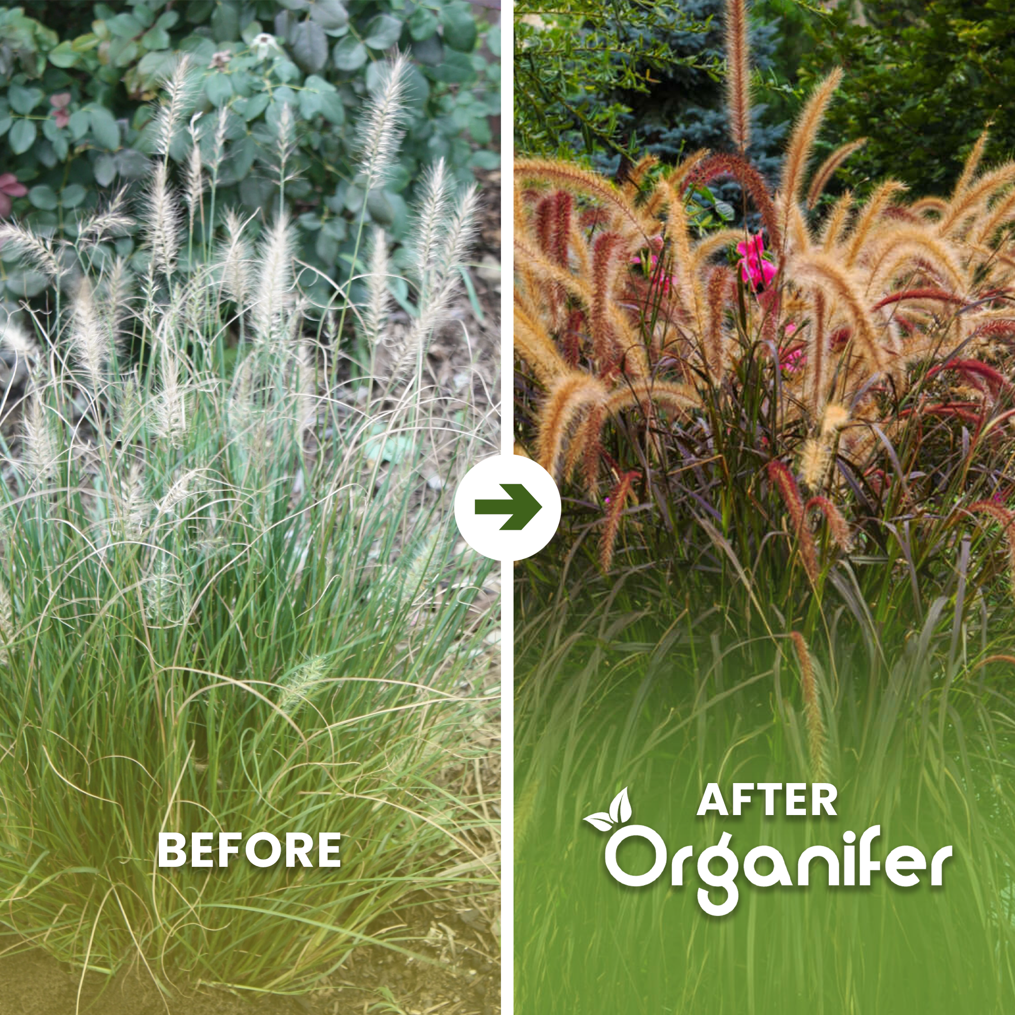 fountain grass b/a english