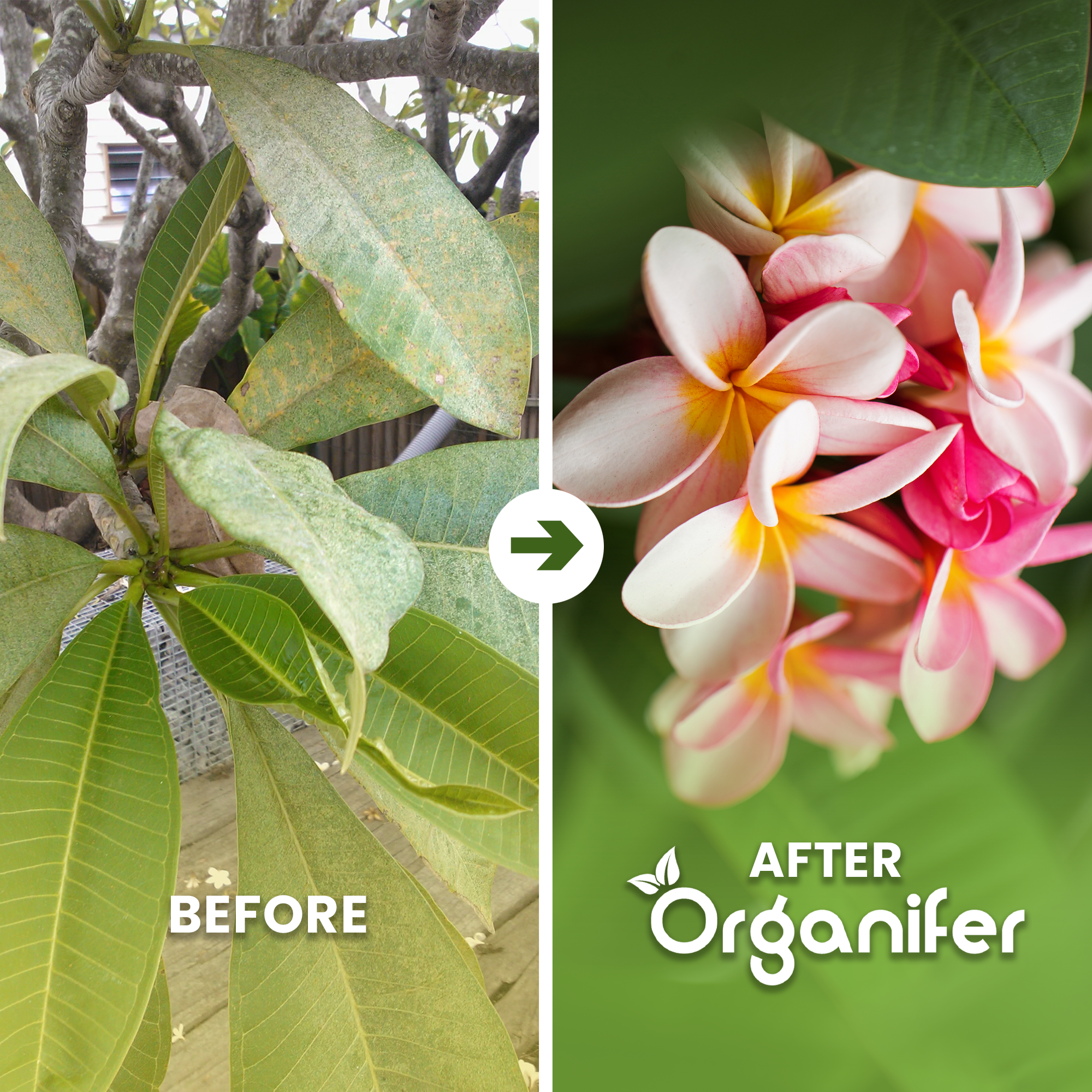 frangipani b/a english