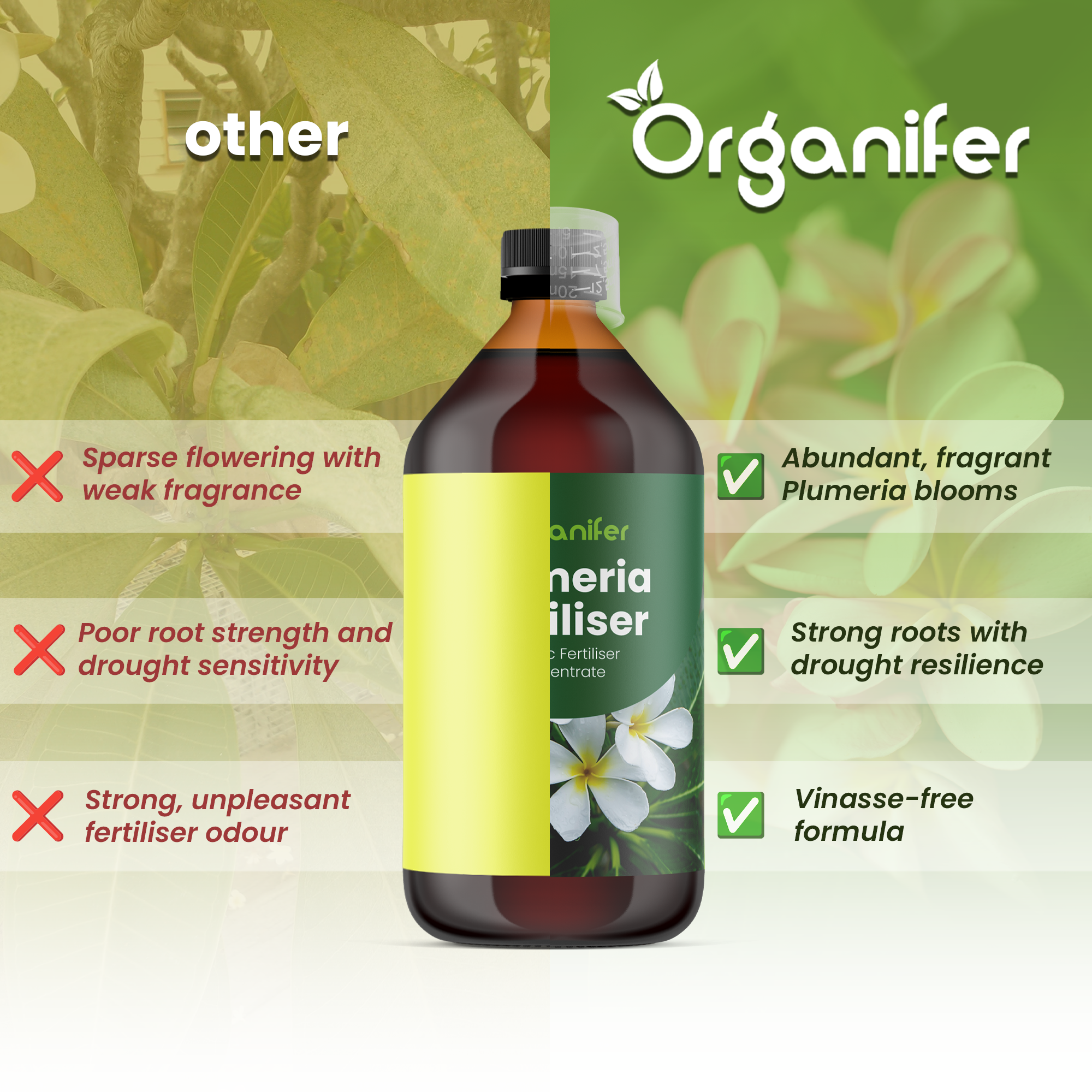 frangipani comparison english