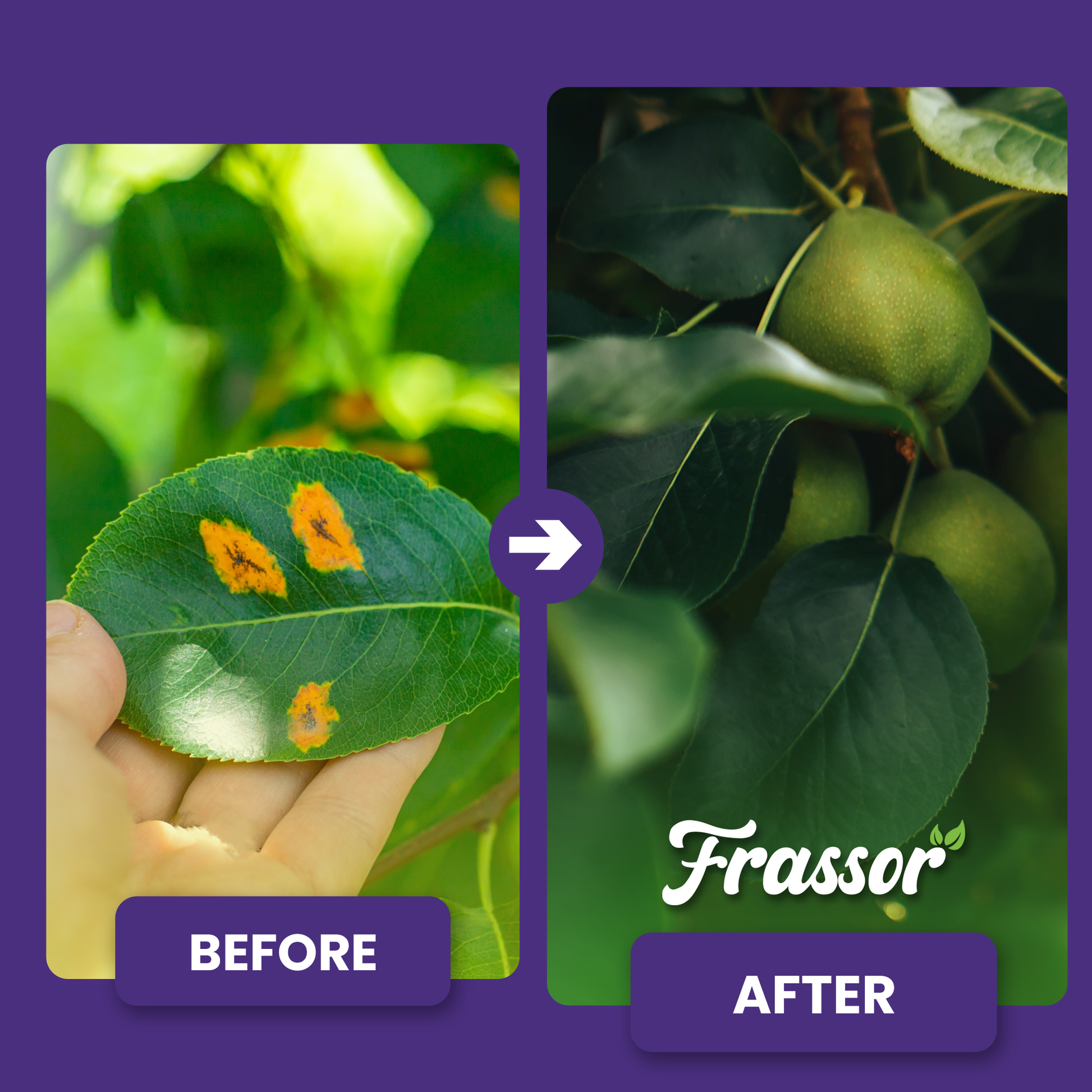 frassor leaf vital before after english