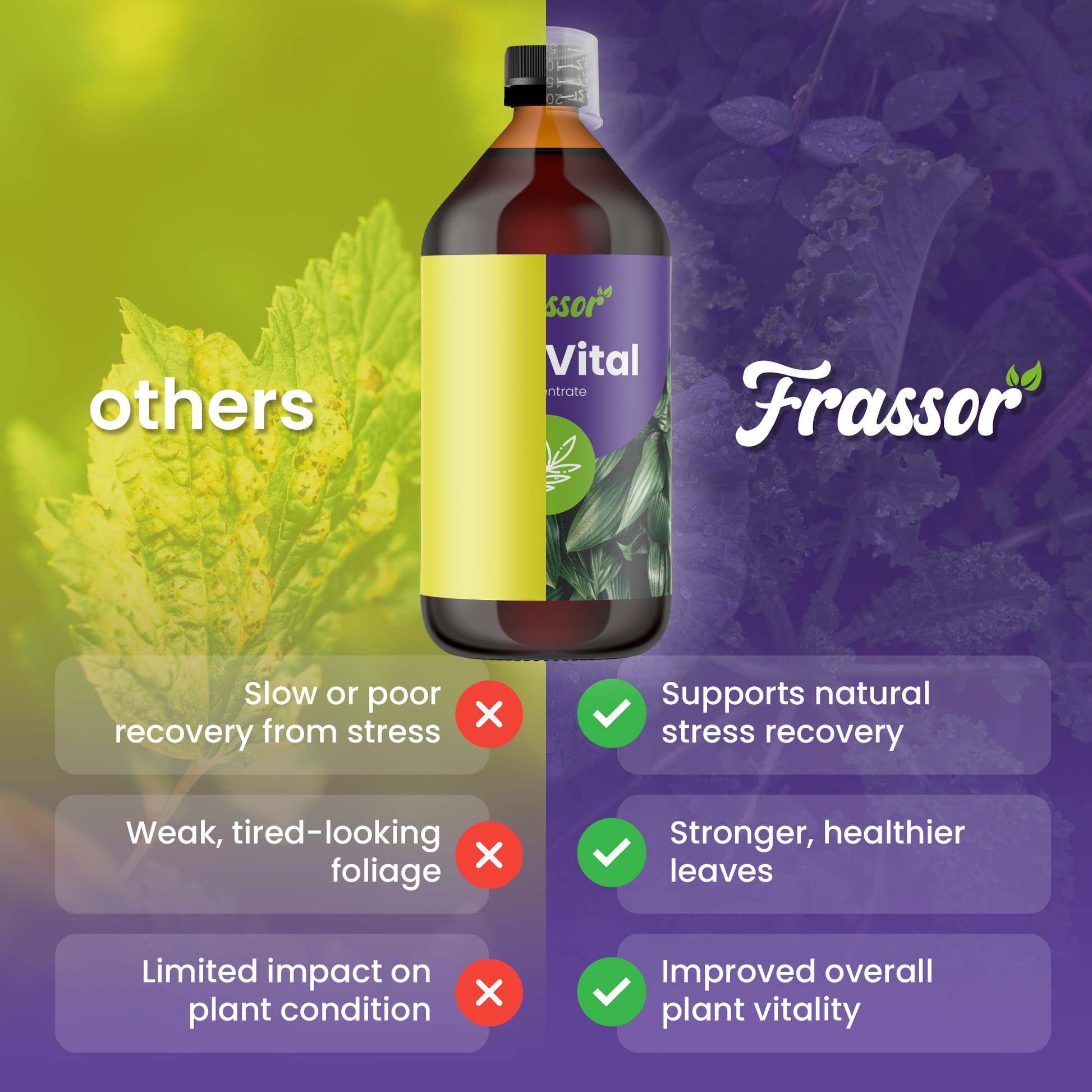 frassor leaf vital compare english