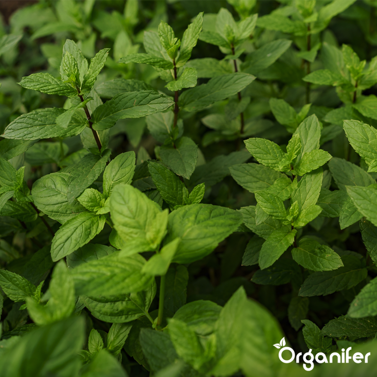 fruit, tomato, herb, vegetable fertilizer 5