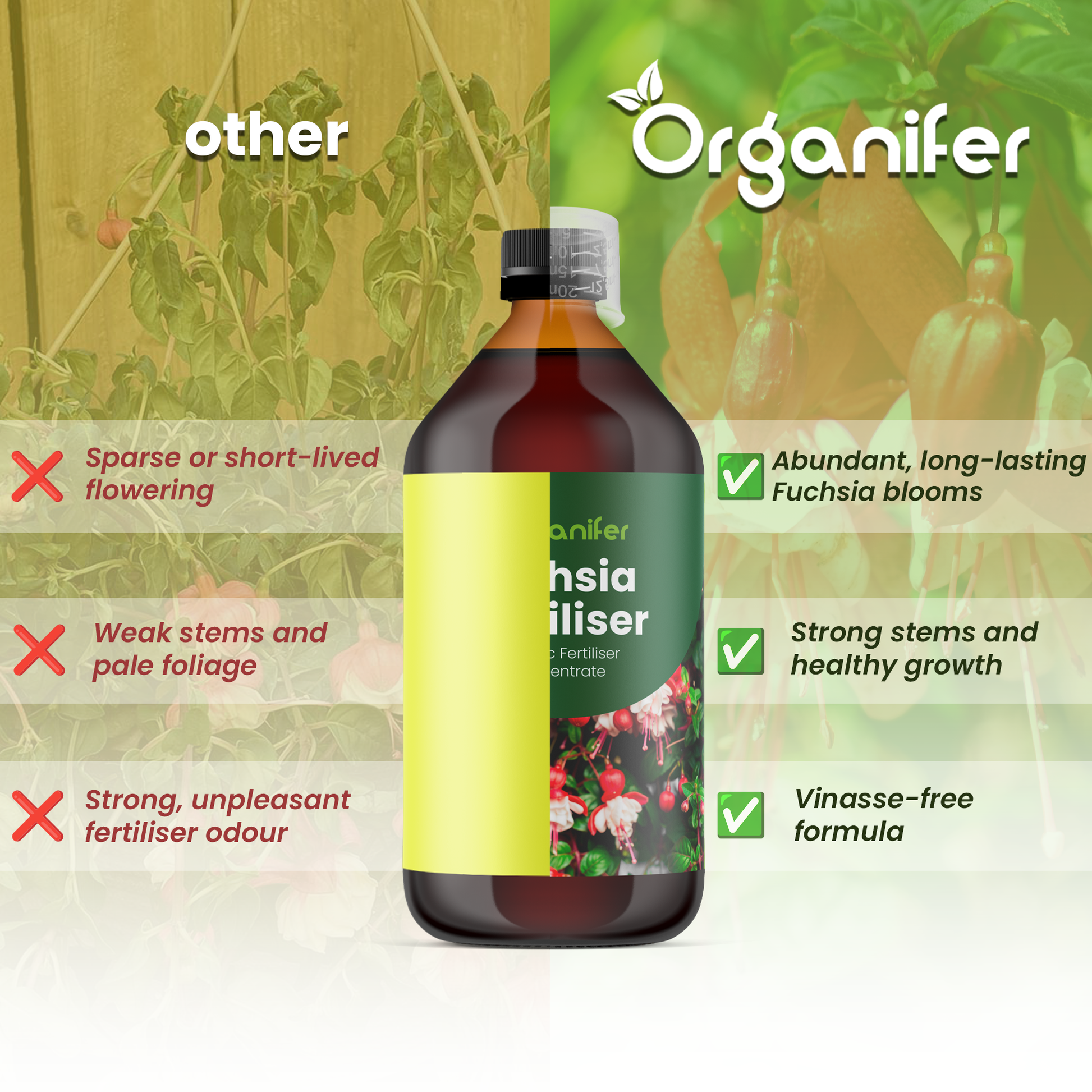 fuchsia comparison english